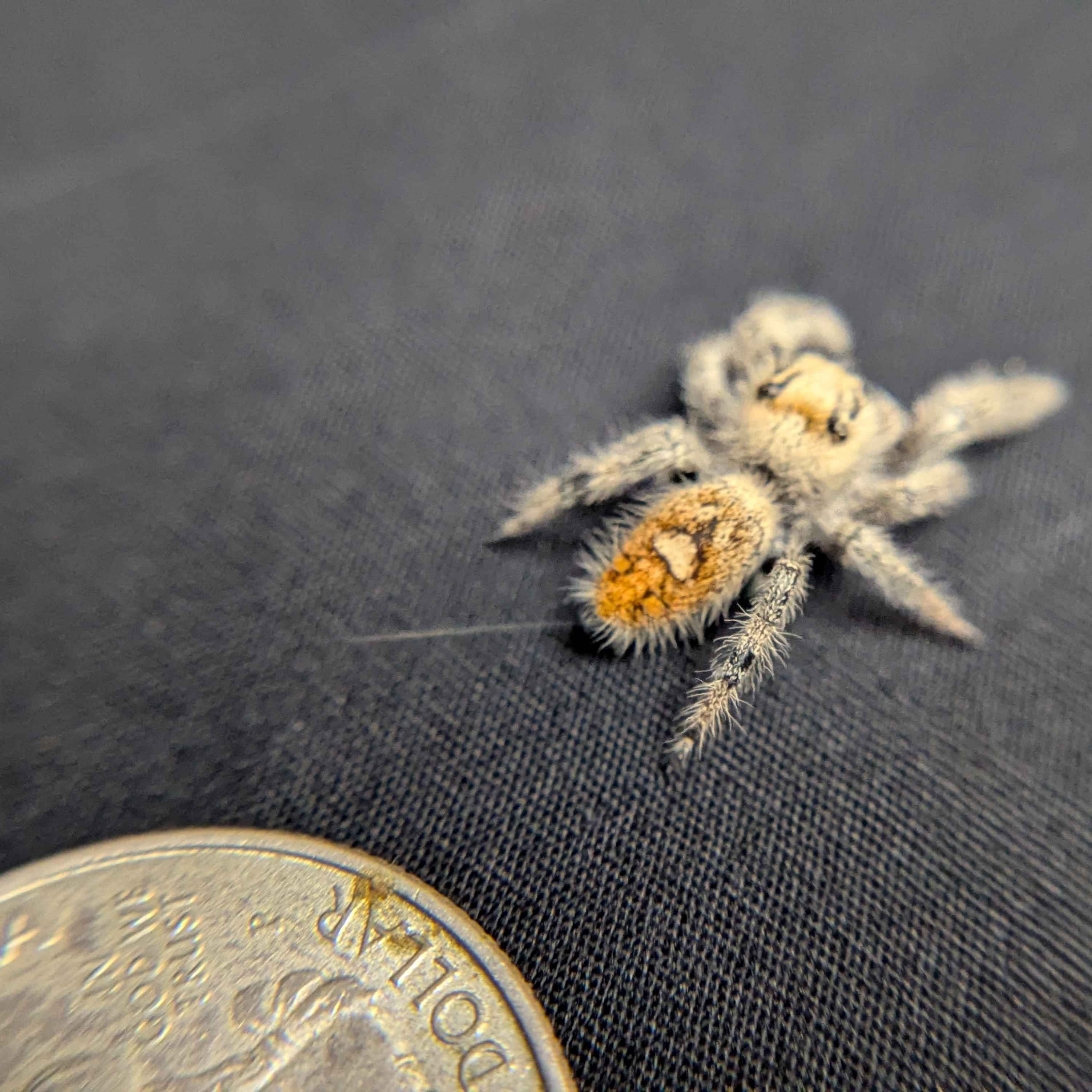 Regal Jumping Spider "Avocado"