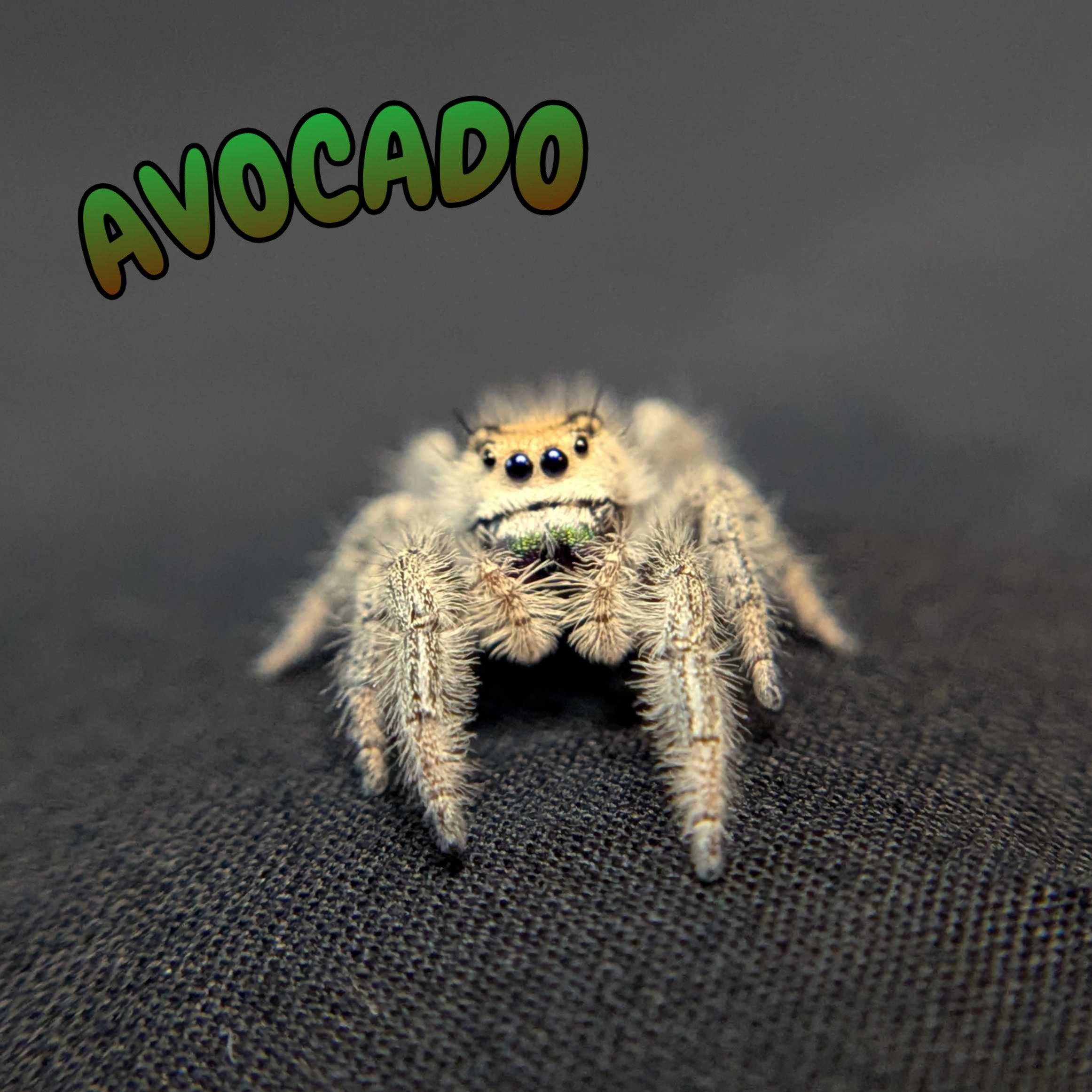 Regal Jumping Spider "Avocado"