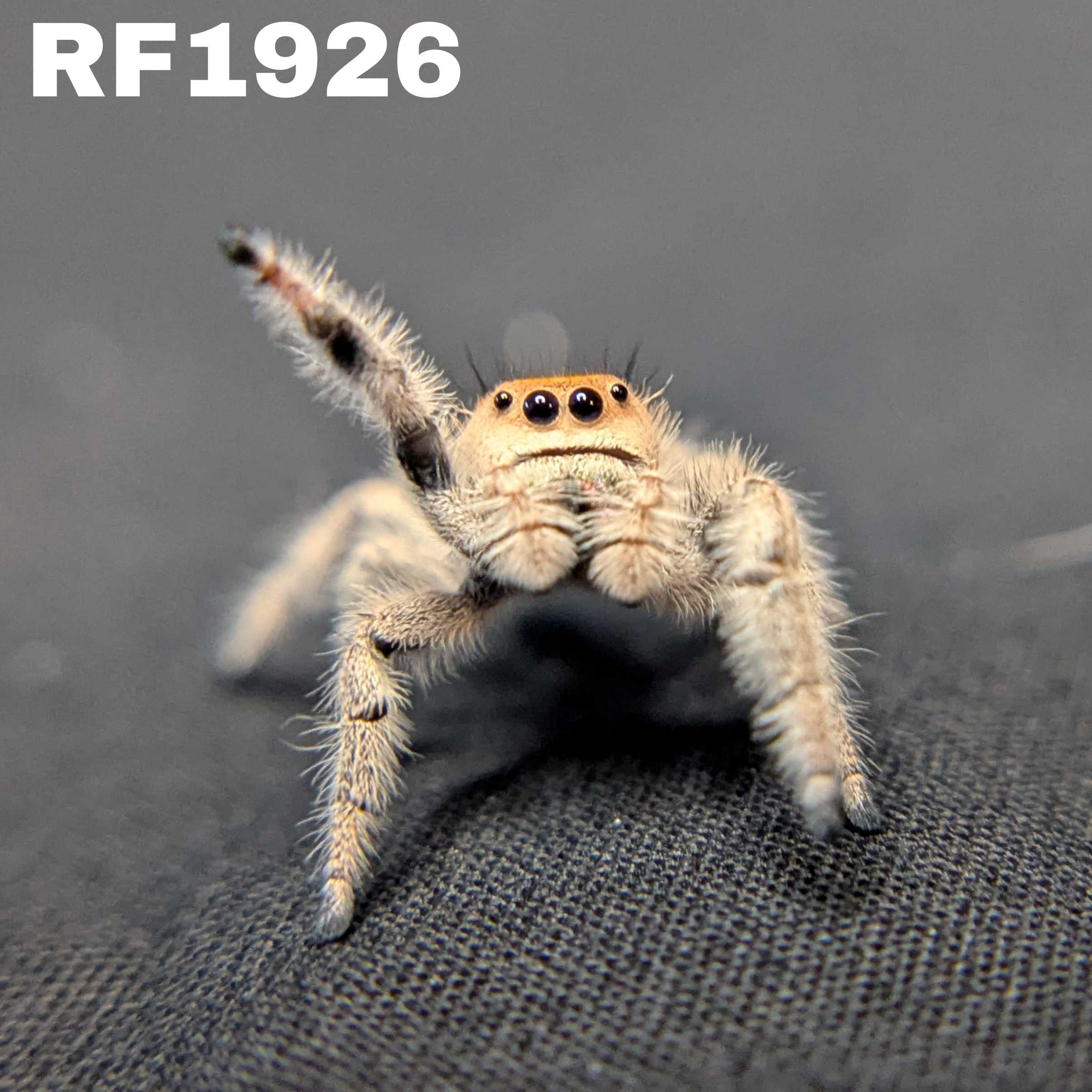 Regal Jumping Spider "Fruit Salad"