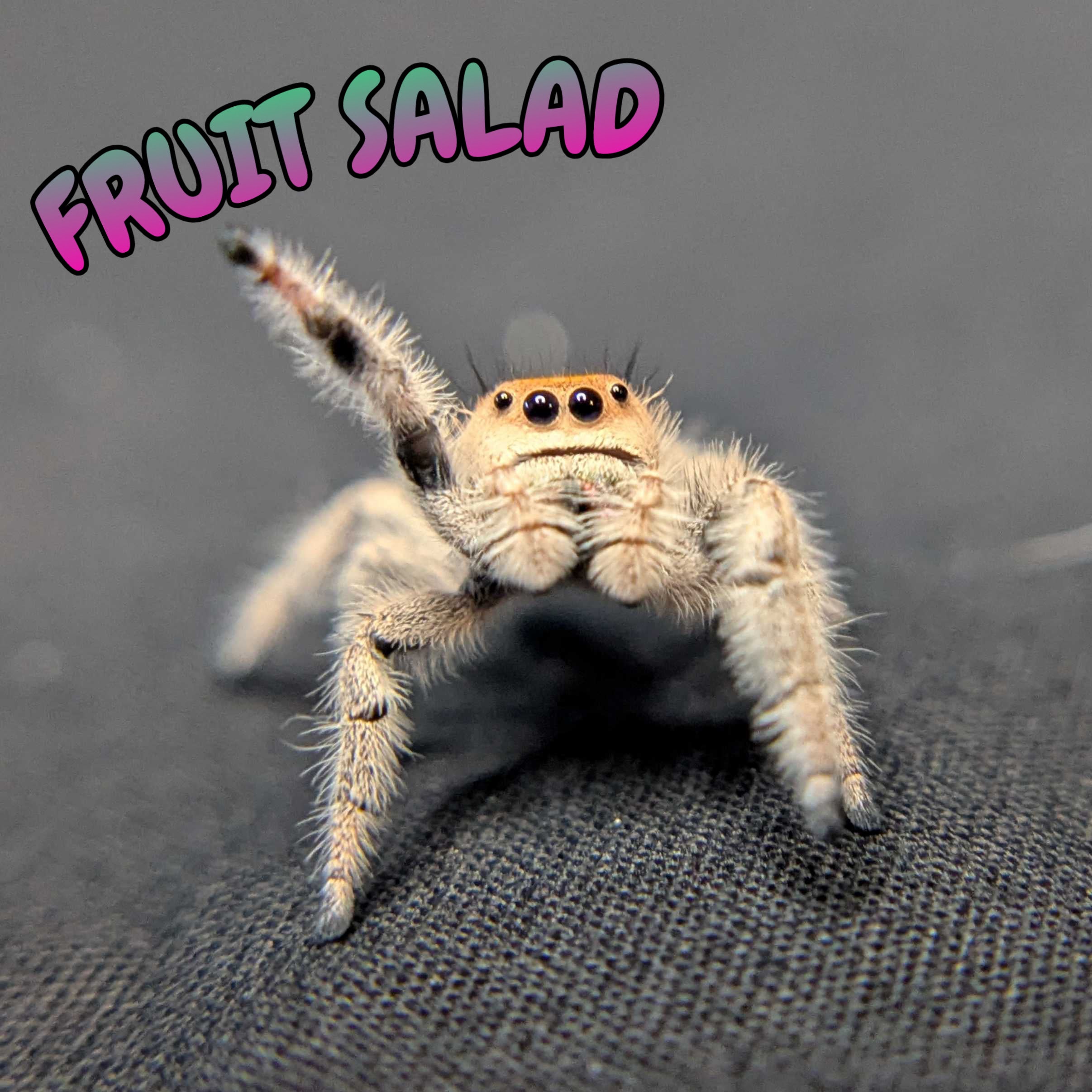 Regal Jumping Spider "Fruit Salad"