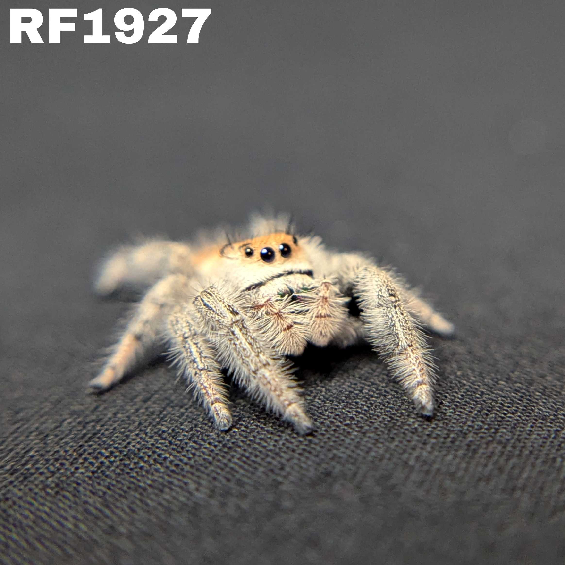 Regal Jumping Spider "Yogurt"