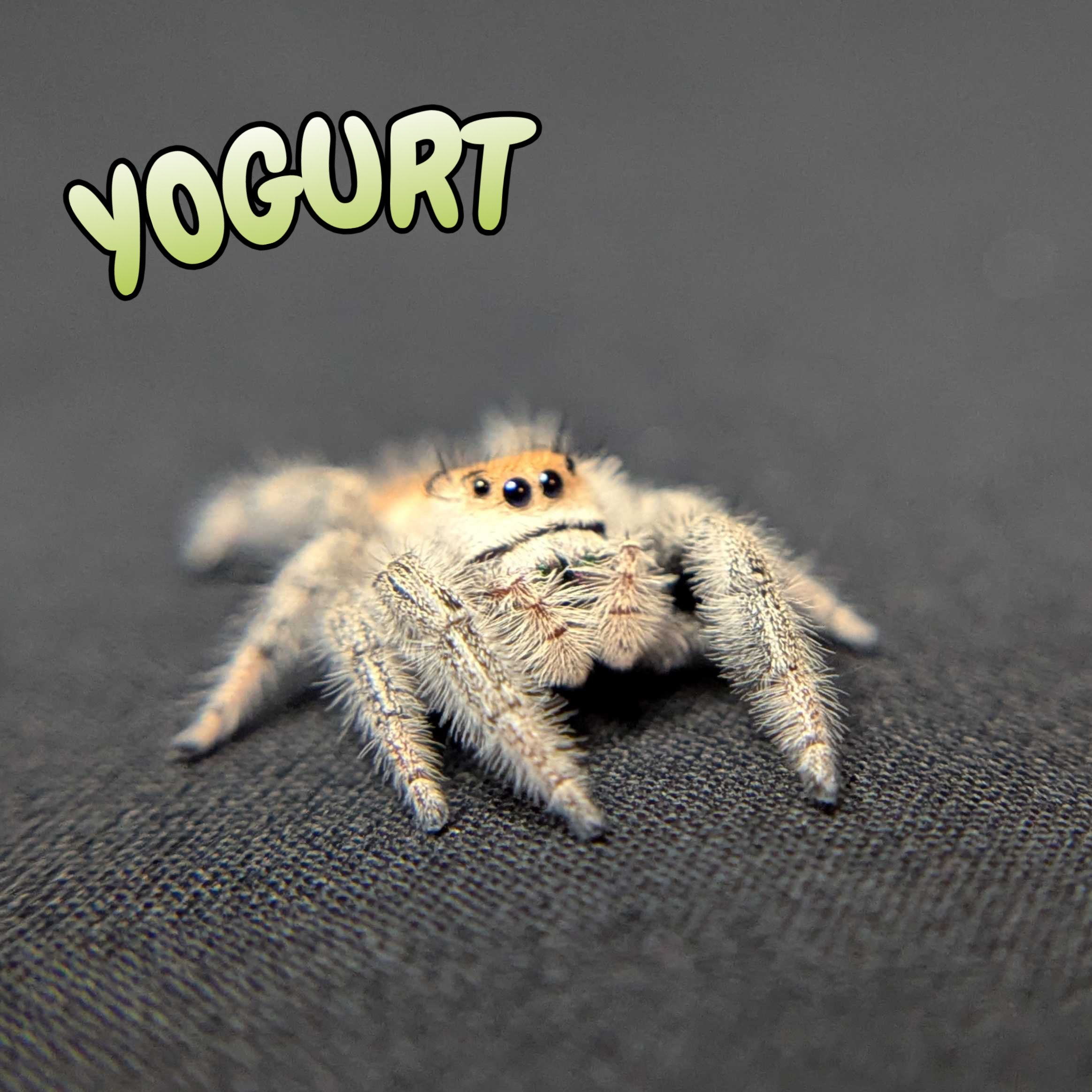 Regal Jumping Spider "Yogurt"