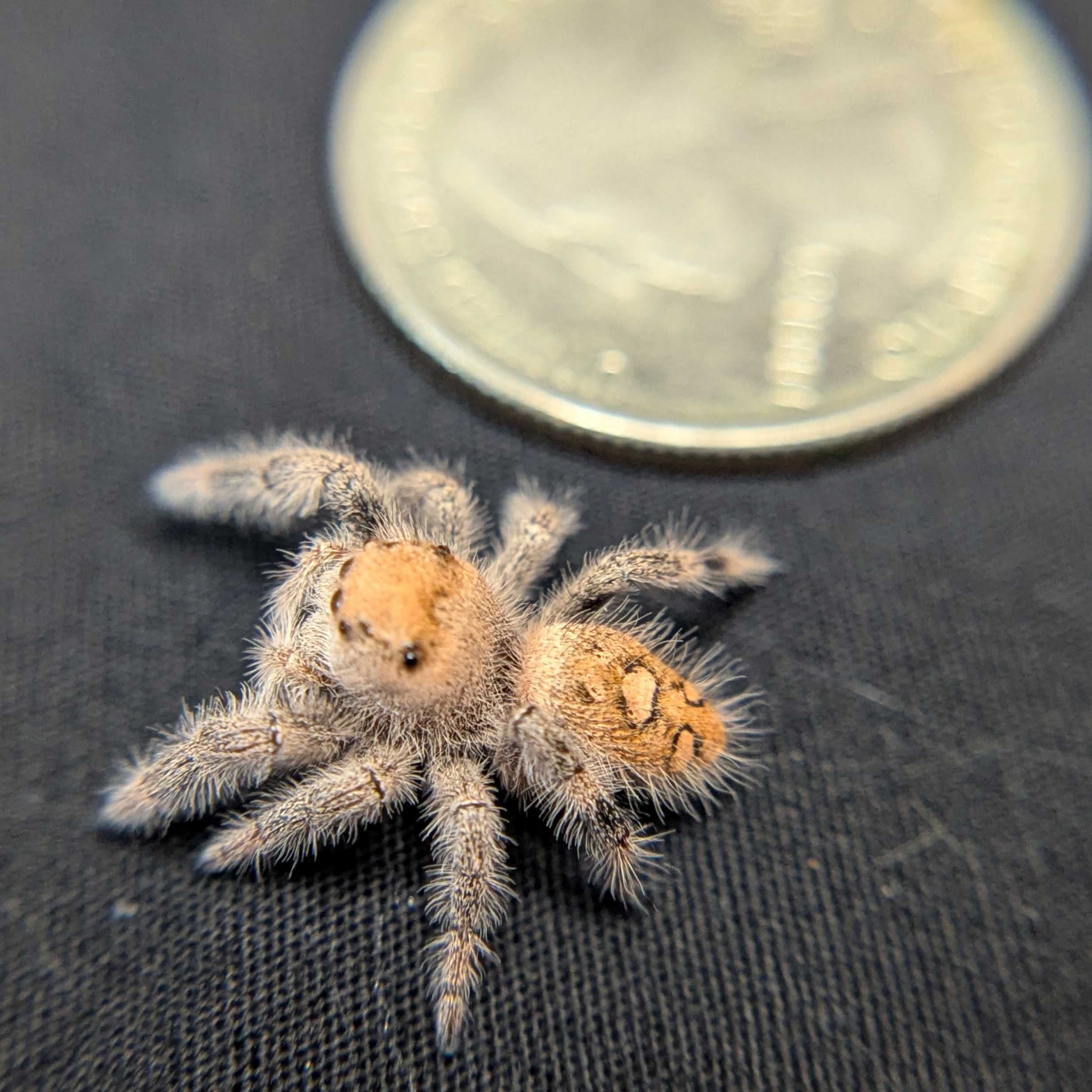 Regal Jumping Spider "Hazel"