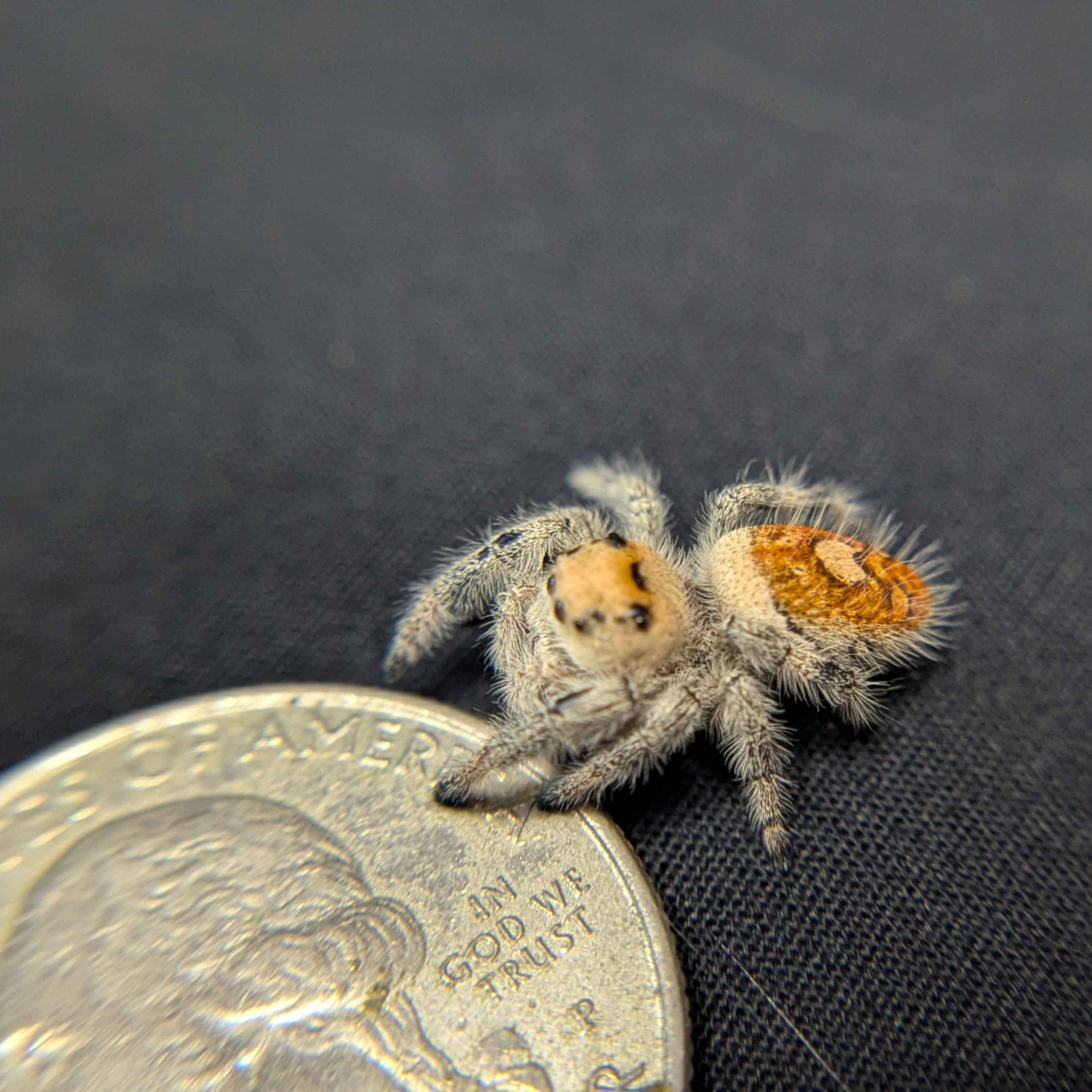 Regal Jumping Spider "Hot”