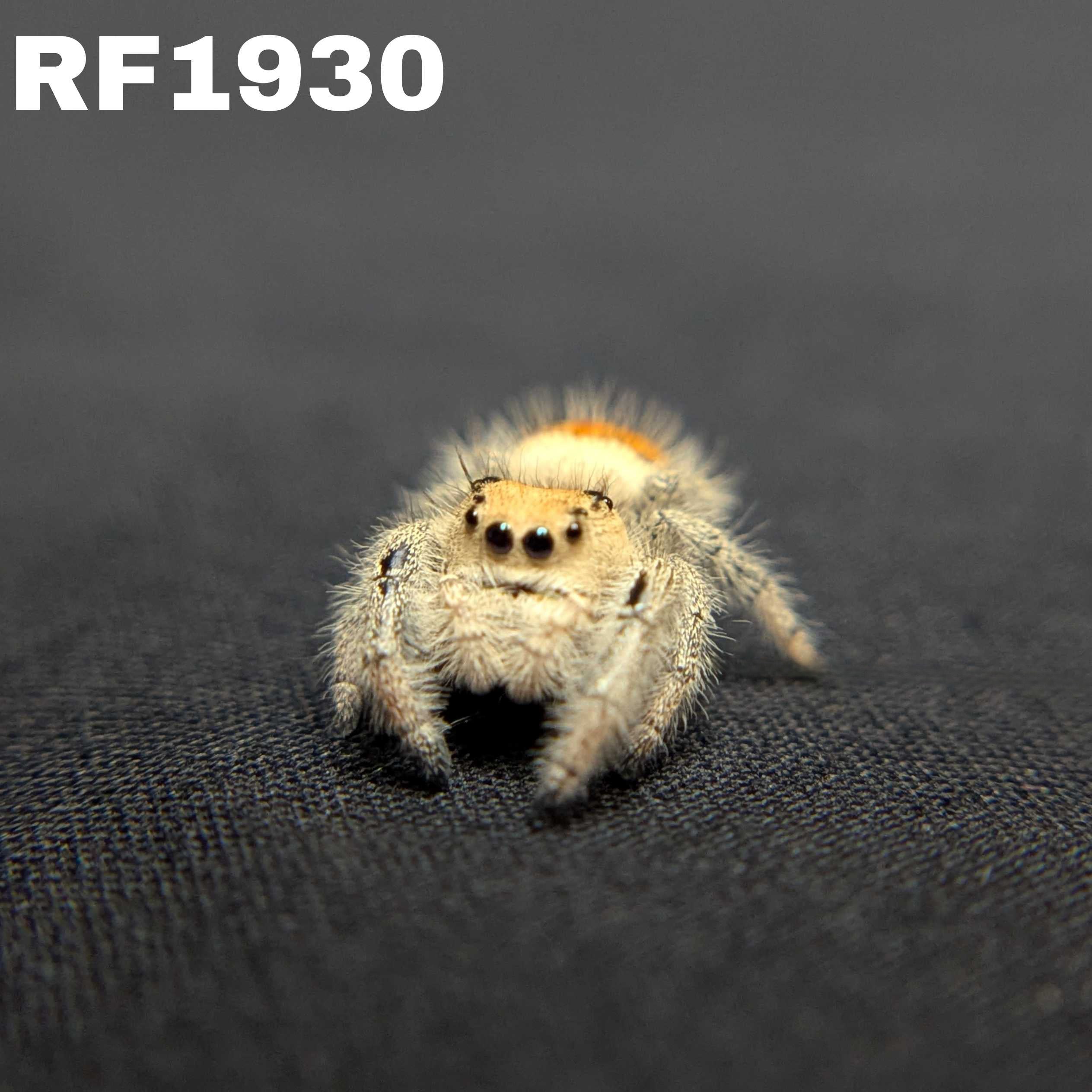 Regal Jumping Spider "Hot”