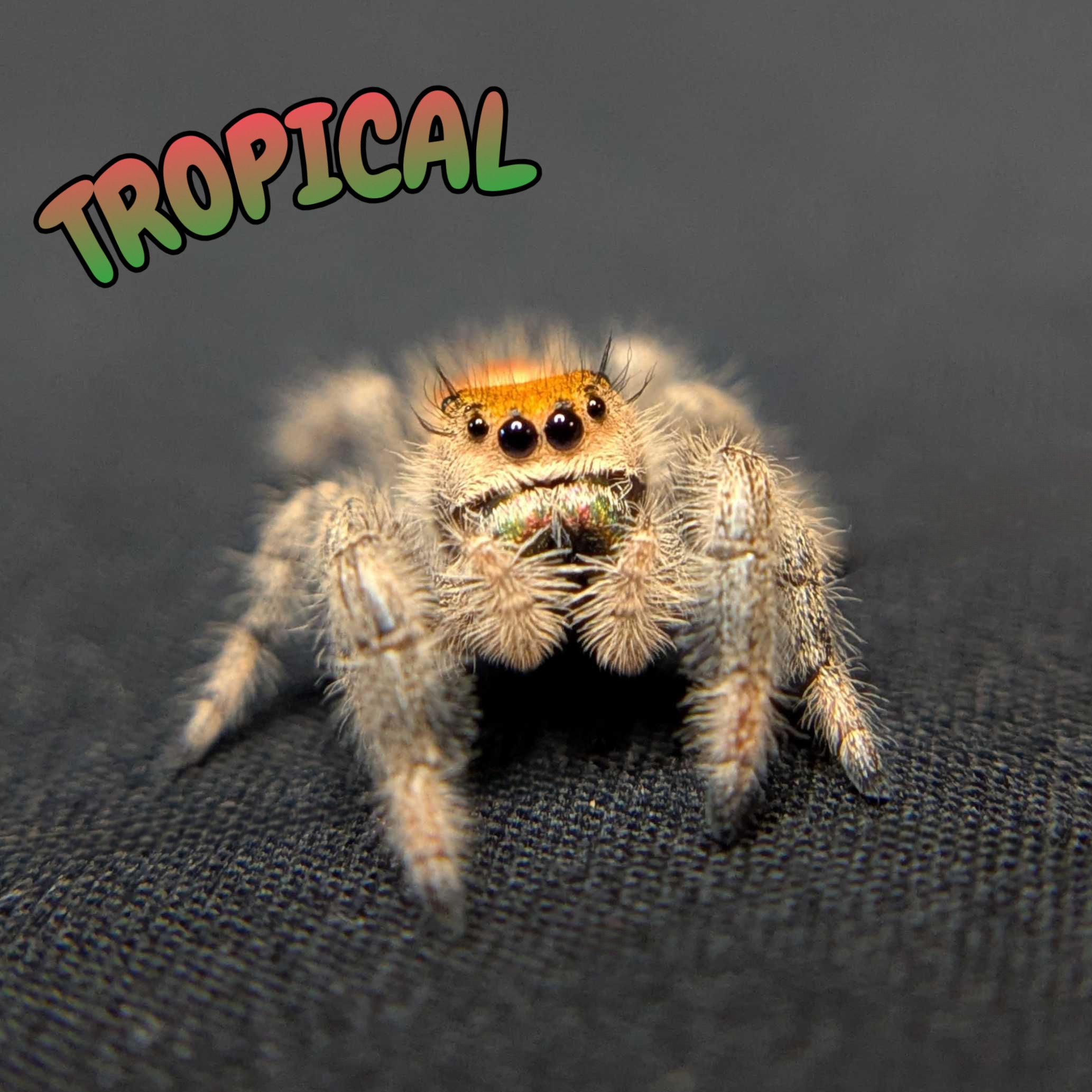 Regal Jumping Spider "Tropical"