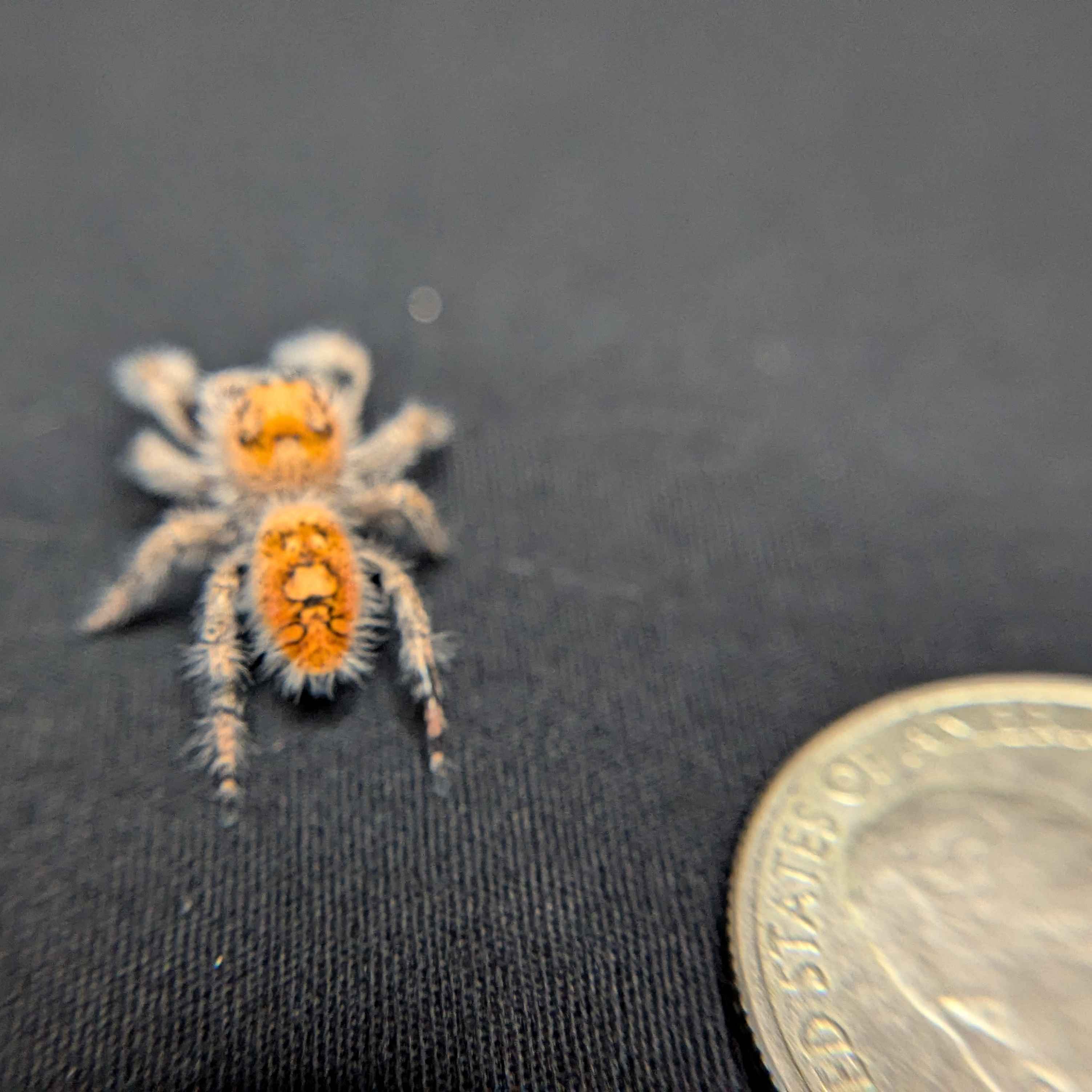 Regal Jumping Spider "Watermelon"