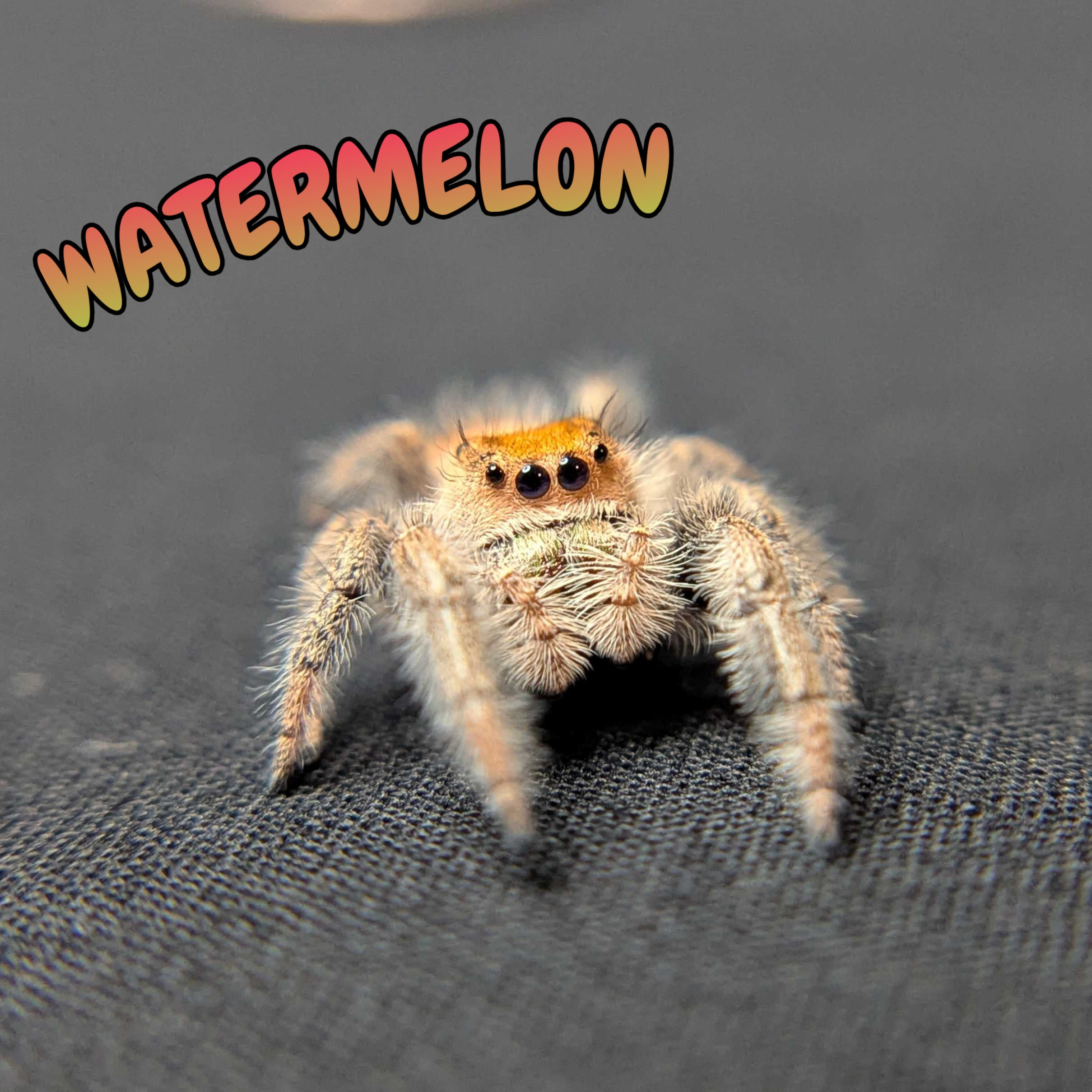 Regal Jumping Spider "Watermelon"
