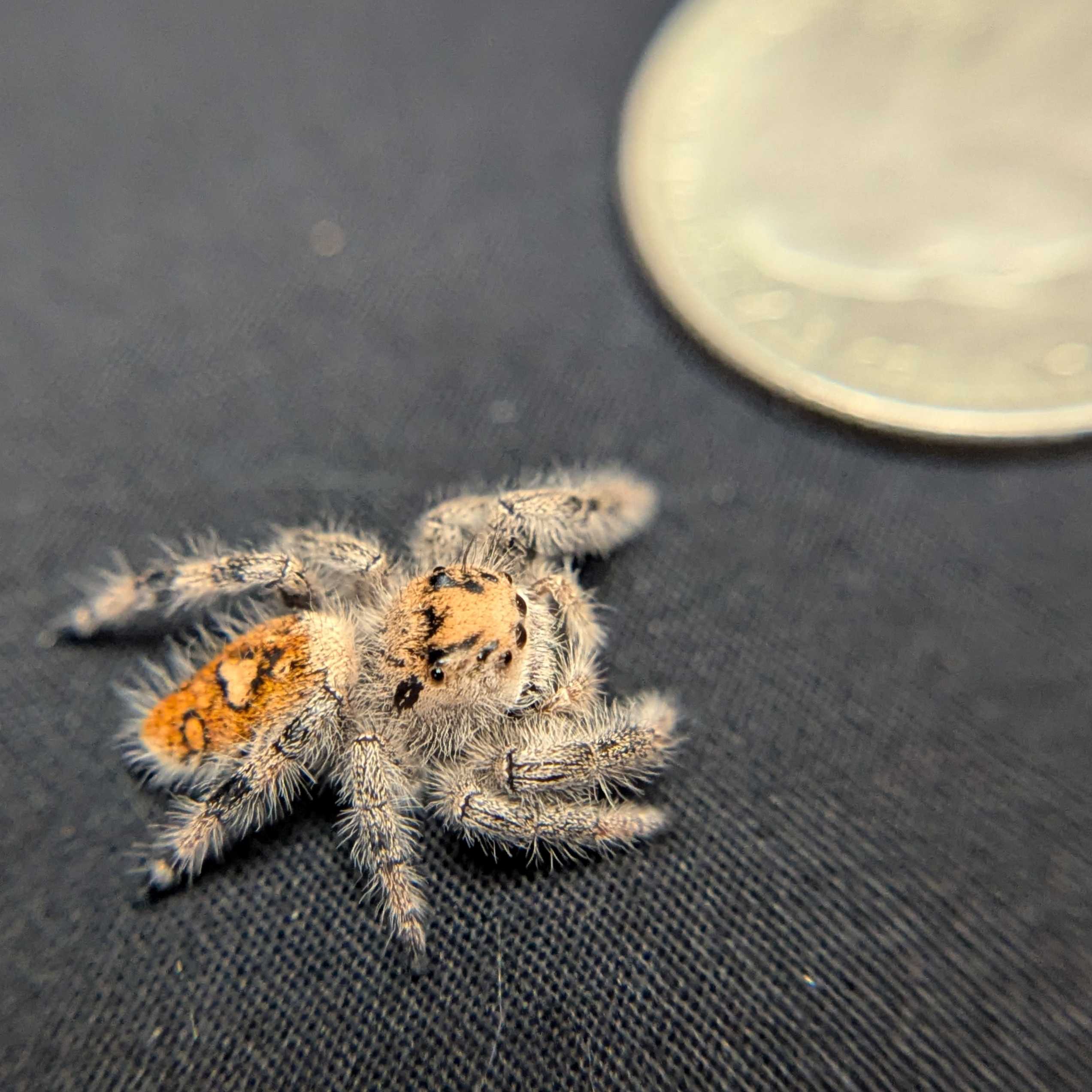 Regal Jumping Spider "Sage"