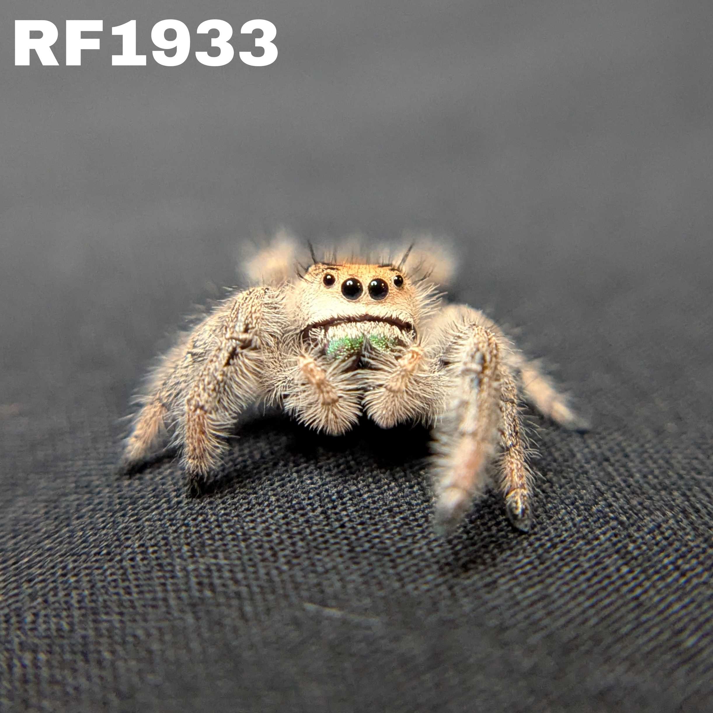 Regal Jumping Spider "Sage"