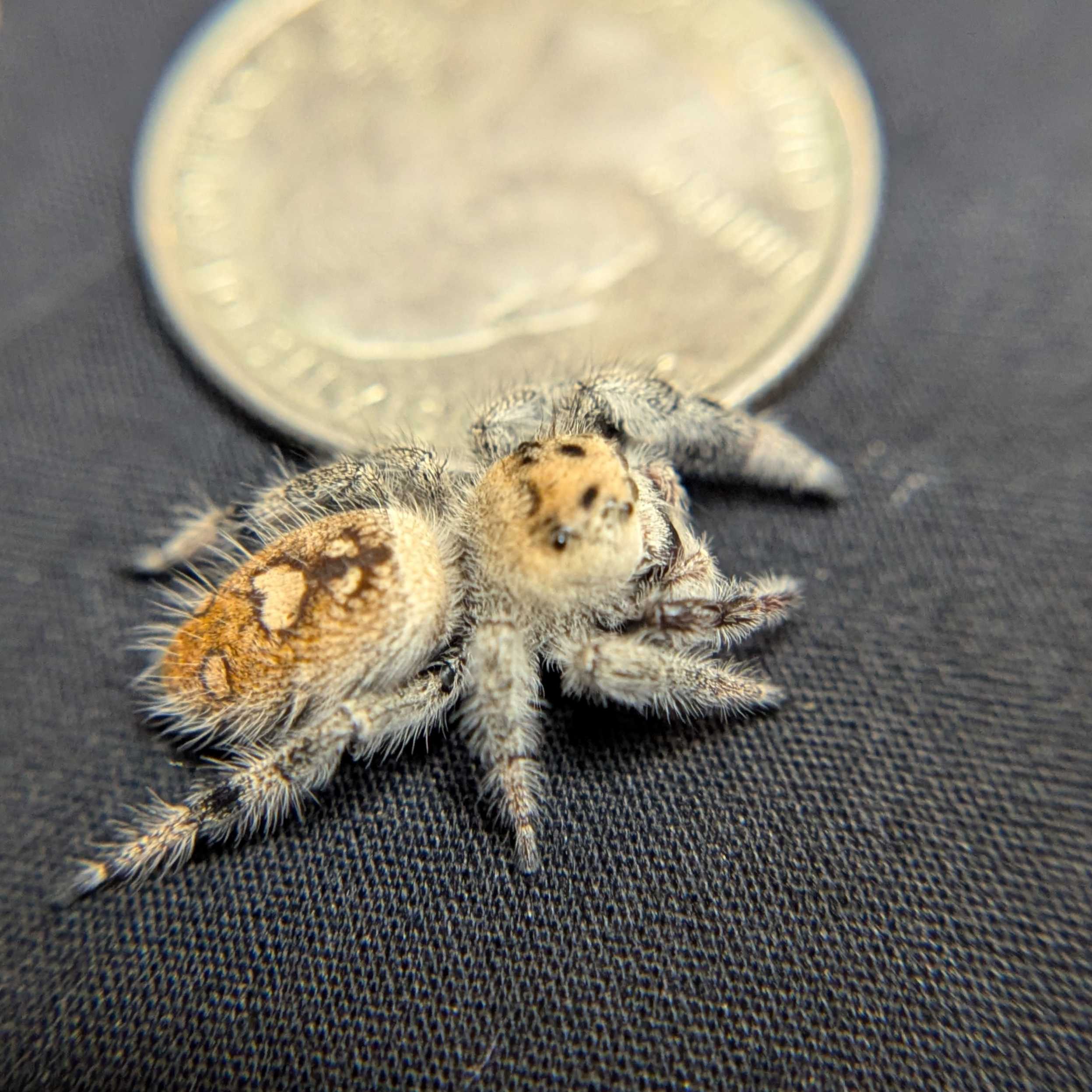 Regal Jumping Spider "Pineapple"