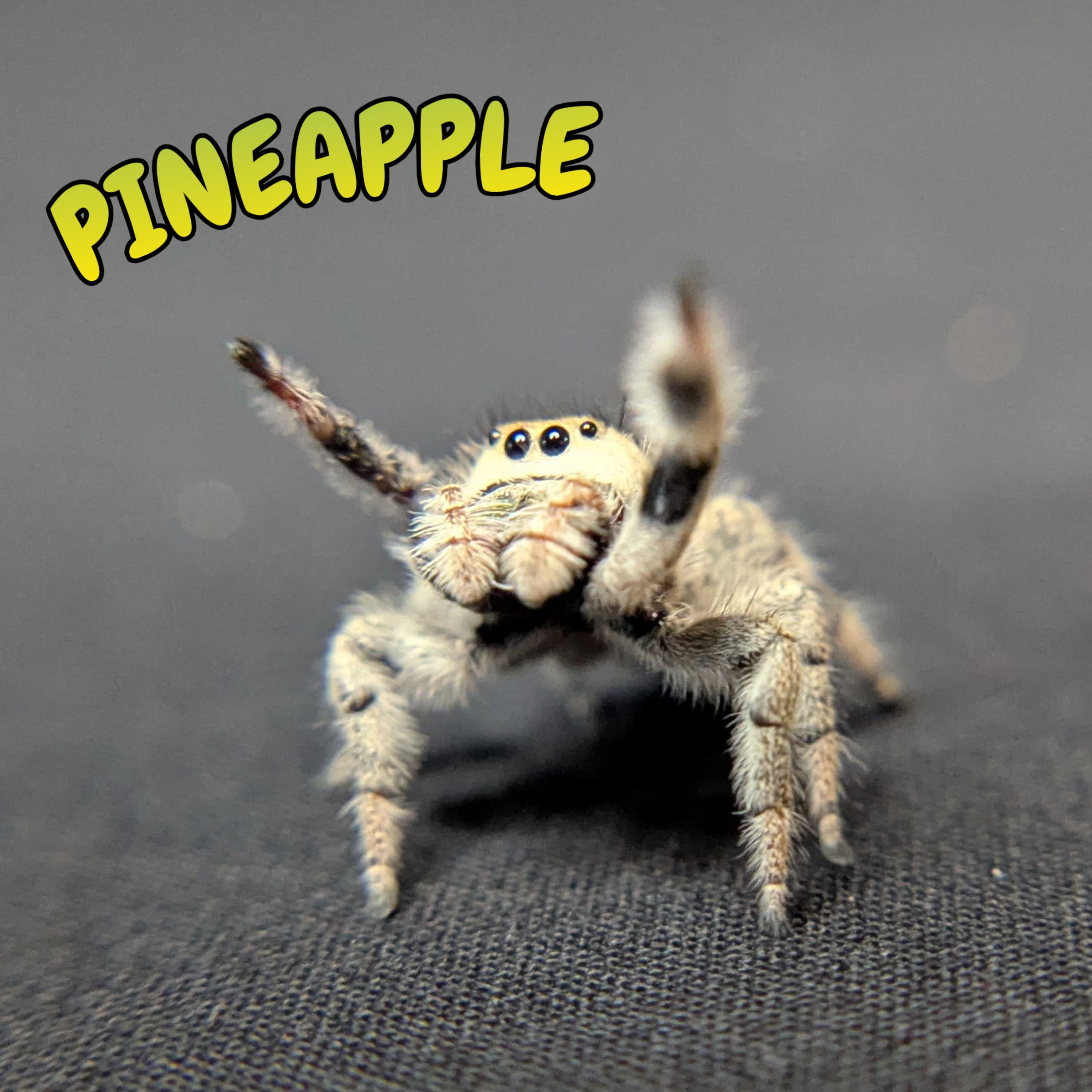 Regal Jumping Spider "Pineapple"