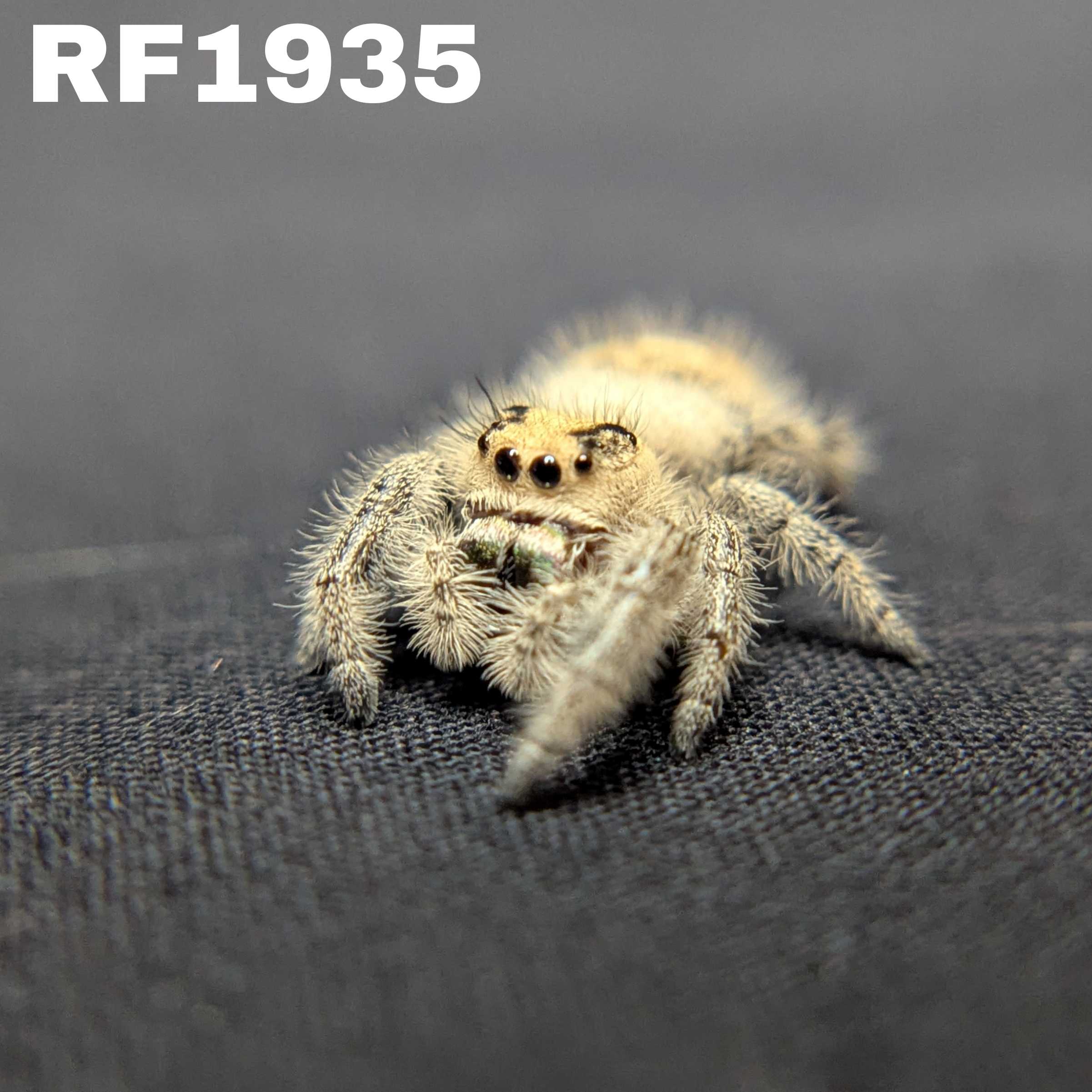Regal Jumping Spider "Cutiepie"
