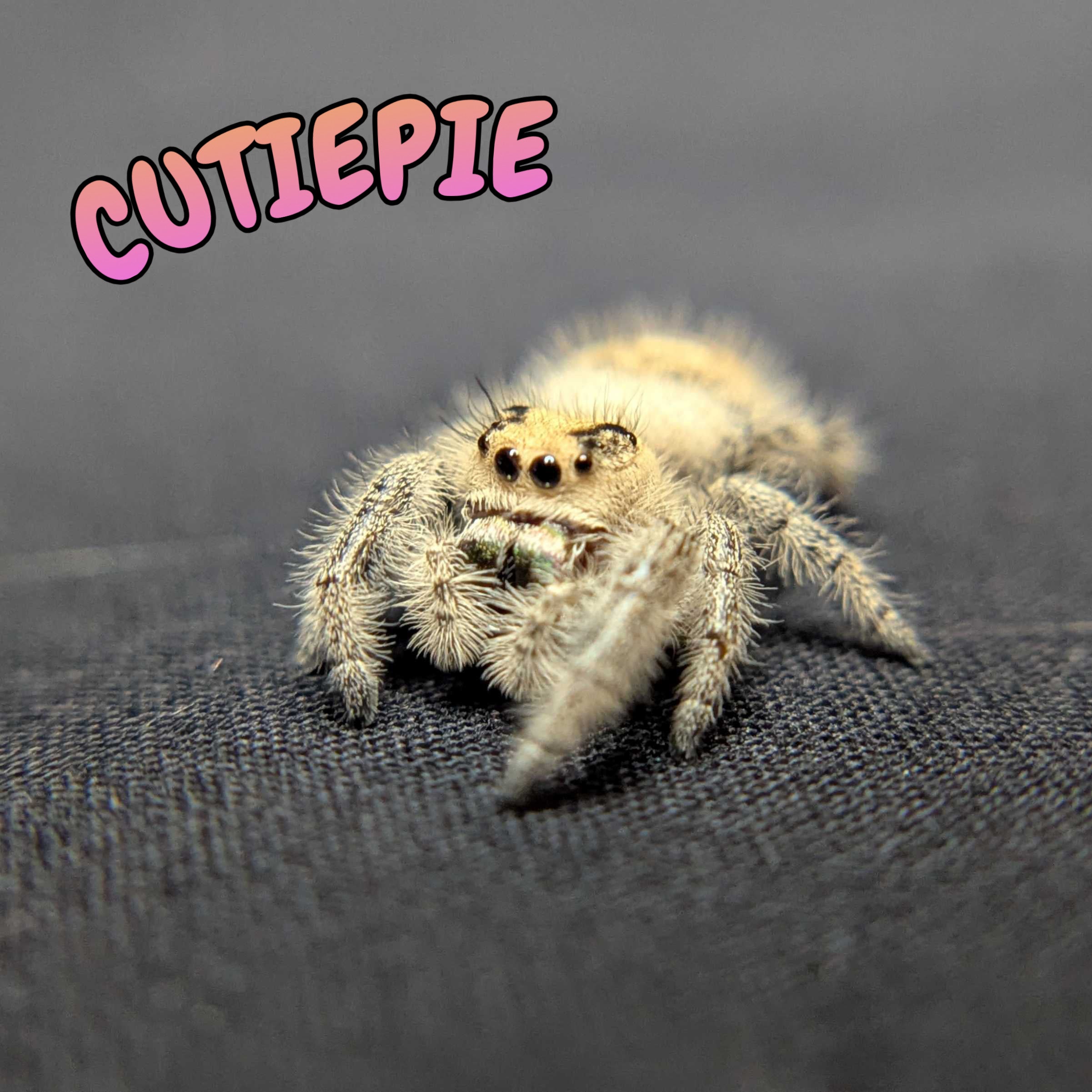 Regal Jumping Spider "Cutiepie"