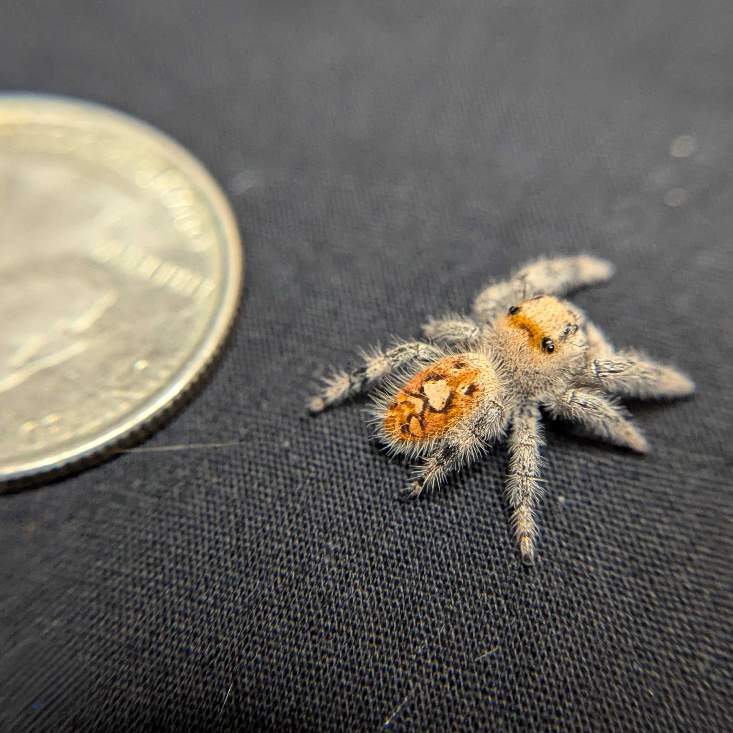 Regal Jumping Spider "Gothic"