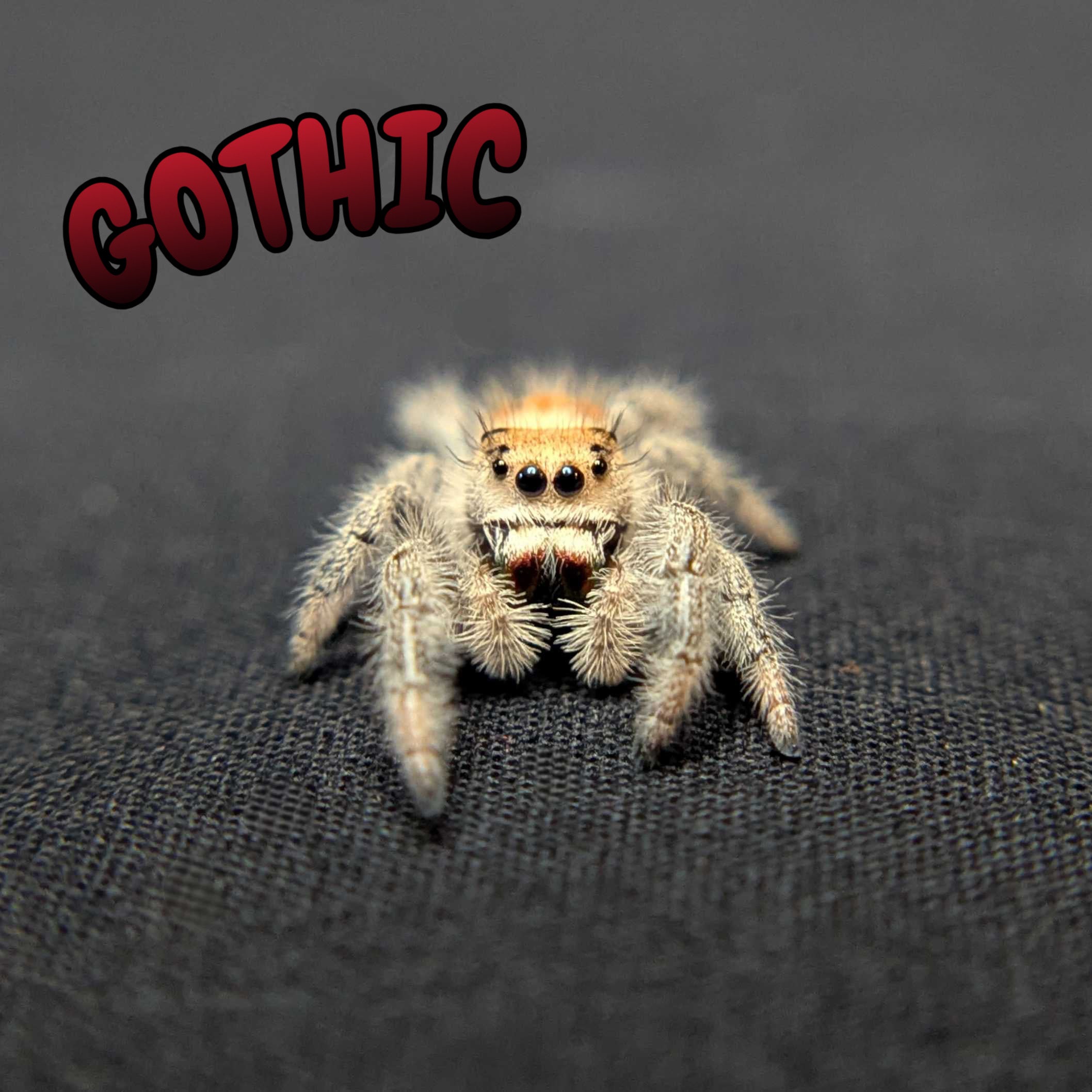 Regal Jumping Spider "Gothic"