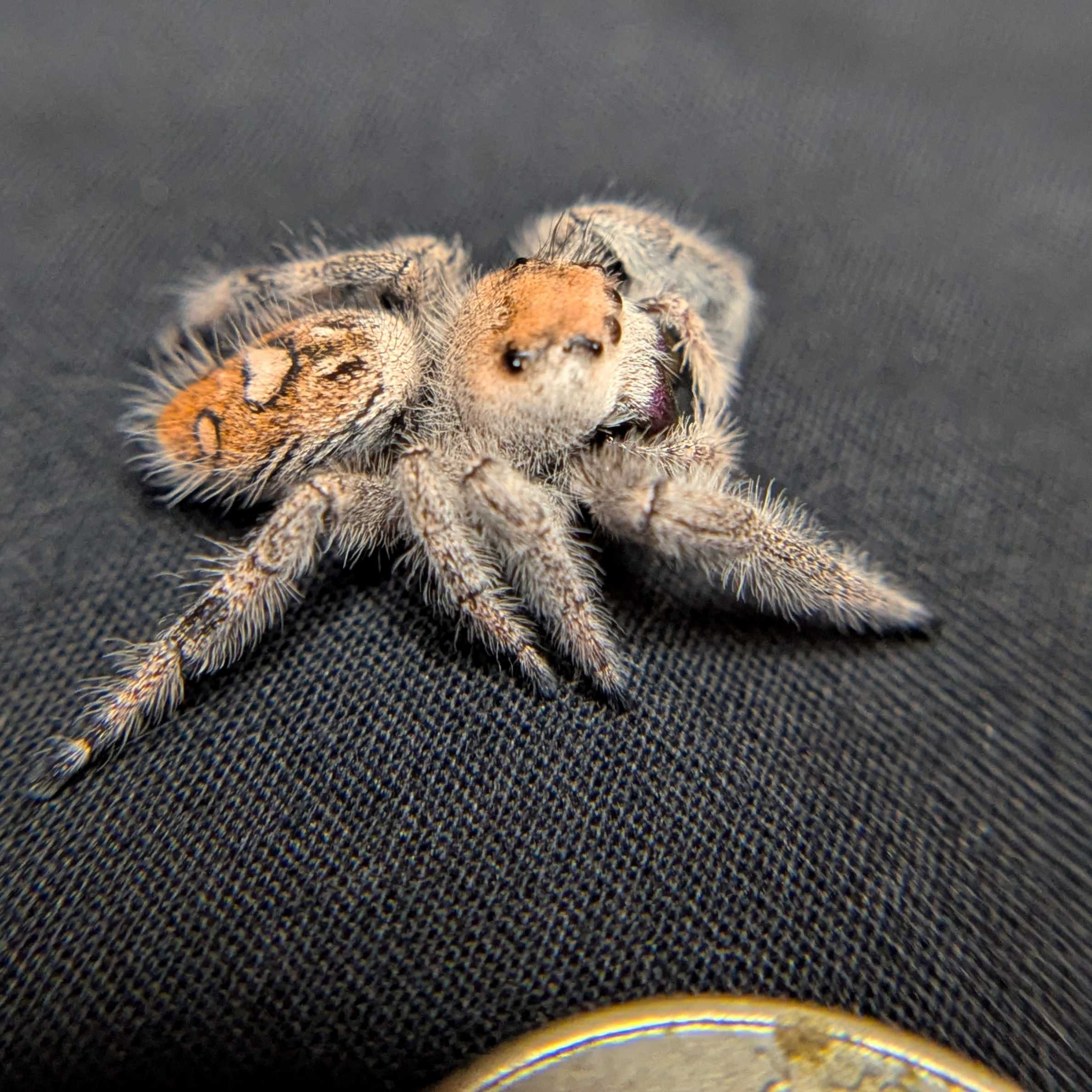 Regal Jumping Spider "Jam"