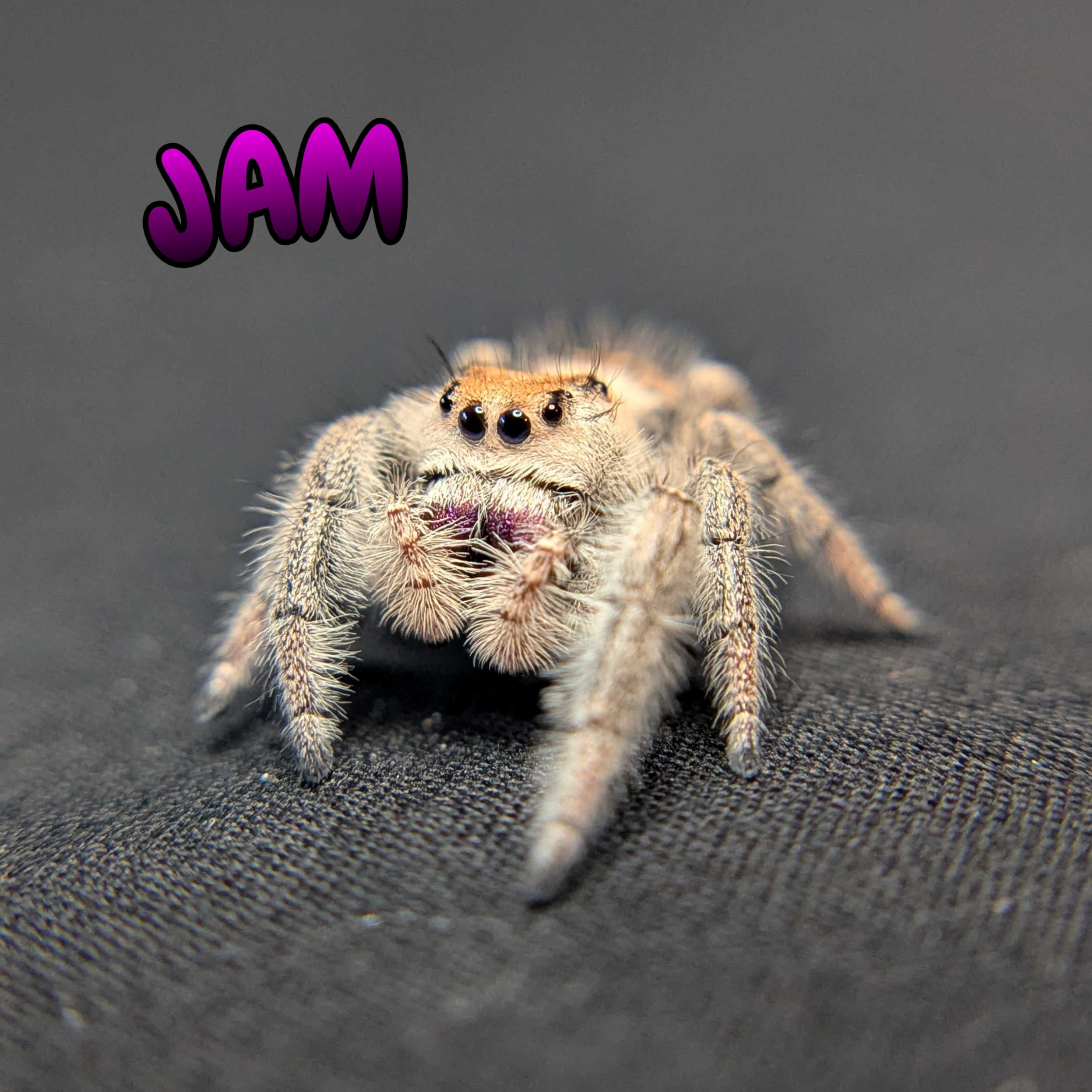Regal Jumping Spider "Jam"