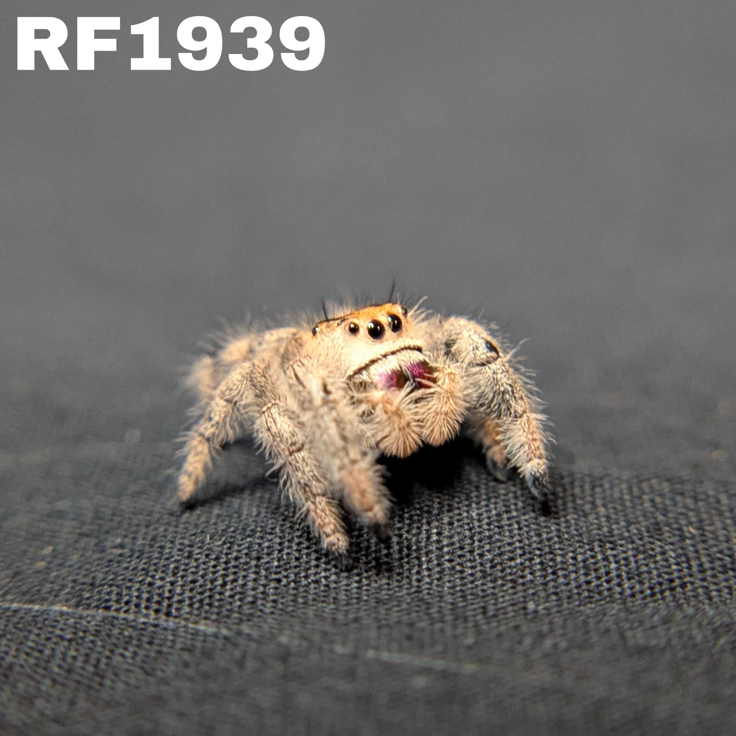 Regal Jumping Spider "Violet Blaze"