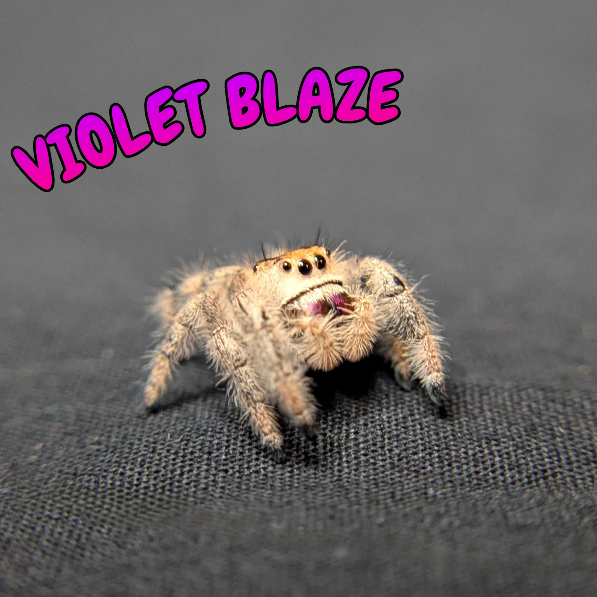 Regal Jumping Spider "Violet Blaze"