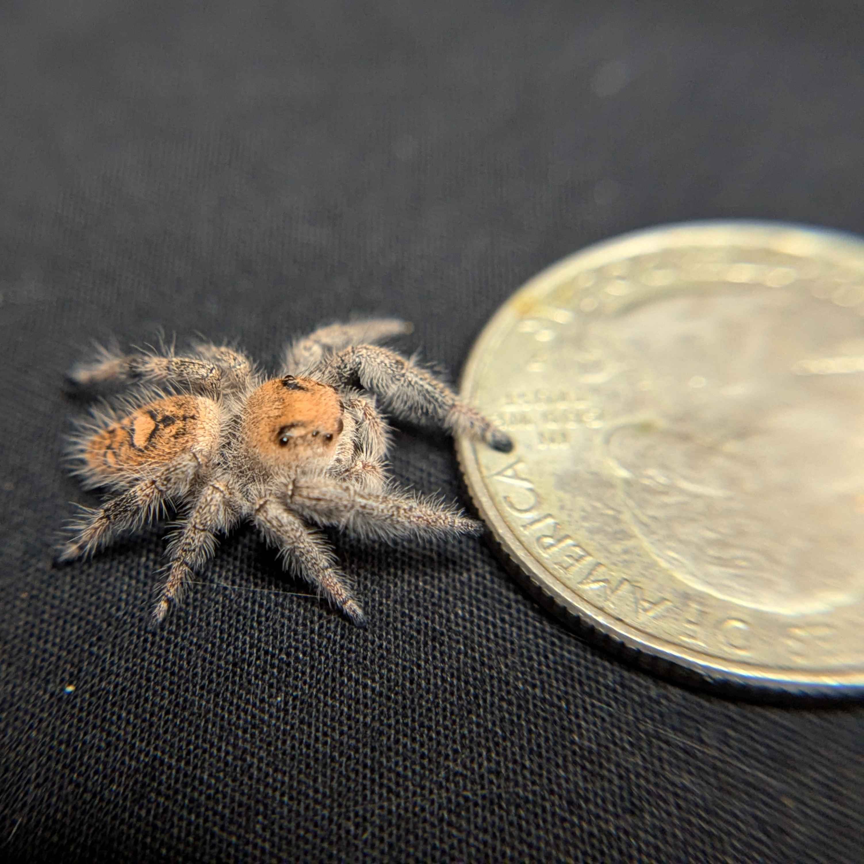 Regal Jumping Spider “Sienna”