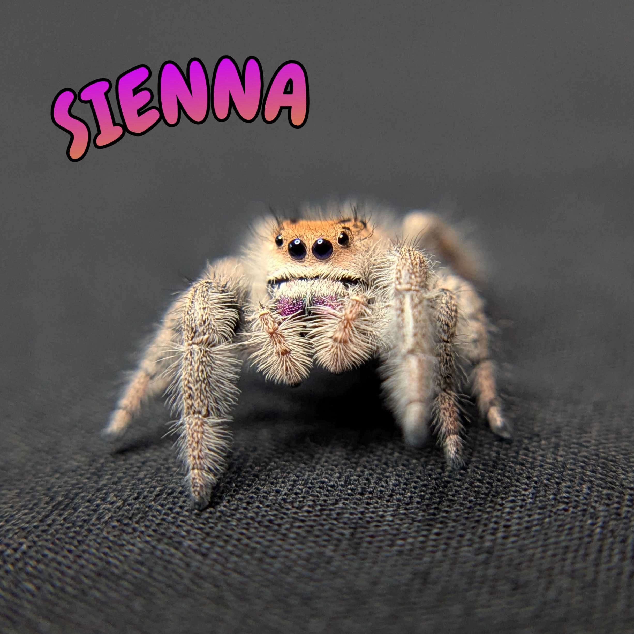 Regal Jumping Spider “Sienna”