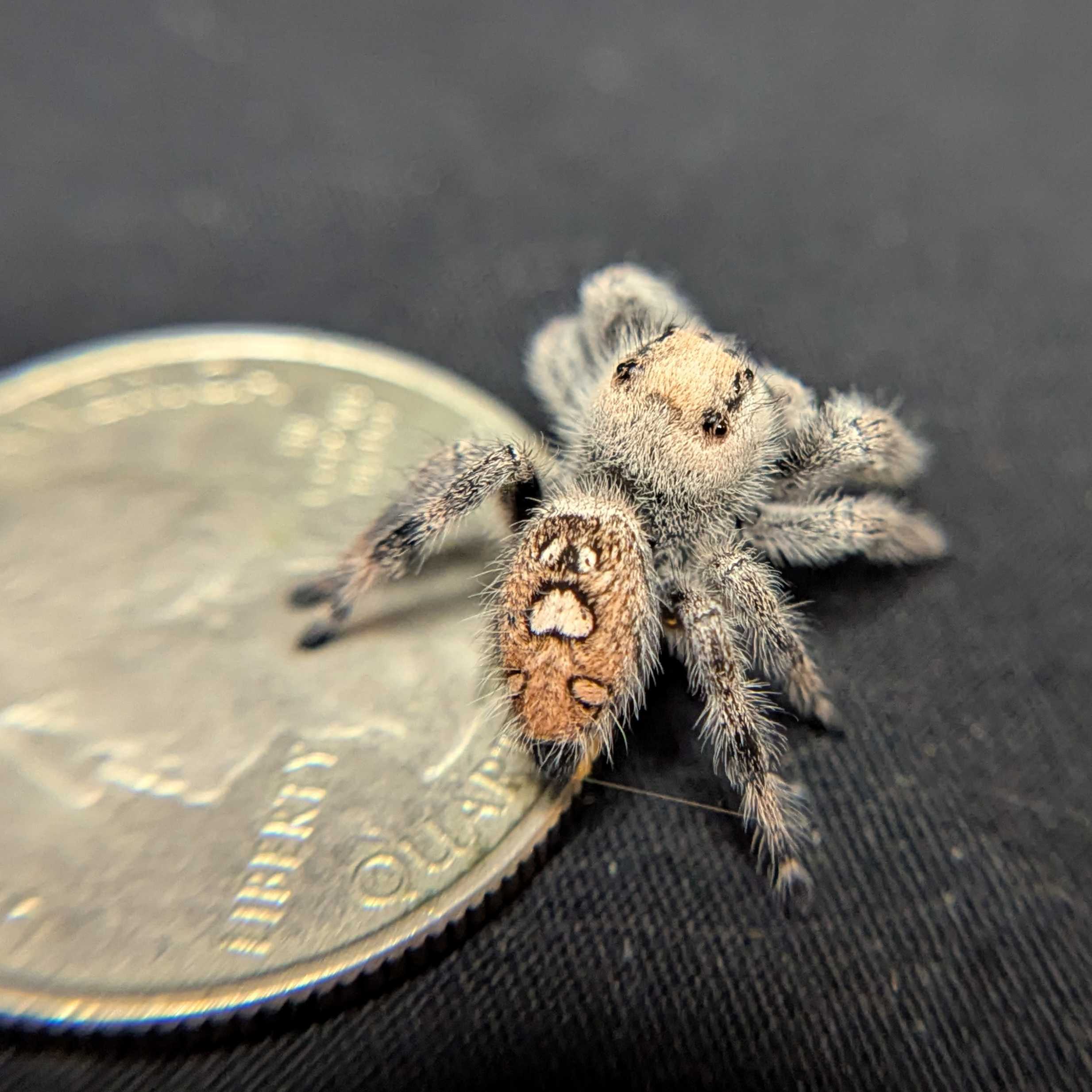 Regal Jumping Spider "Plum"