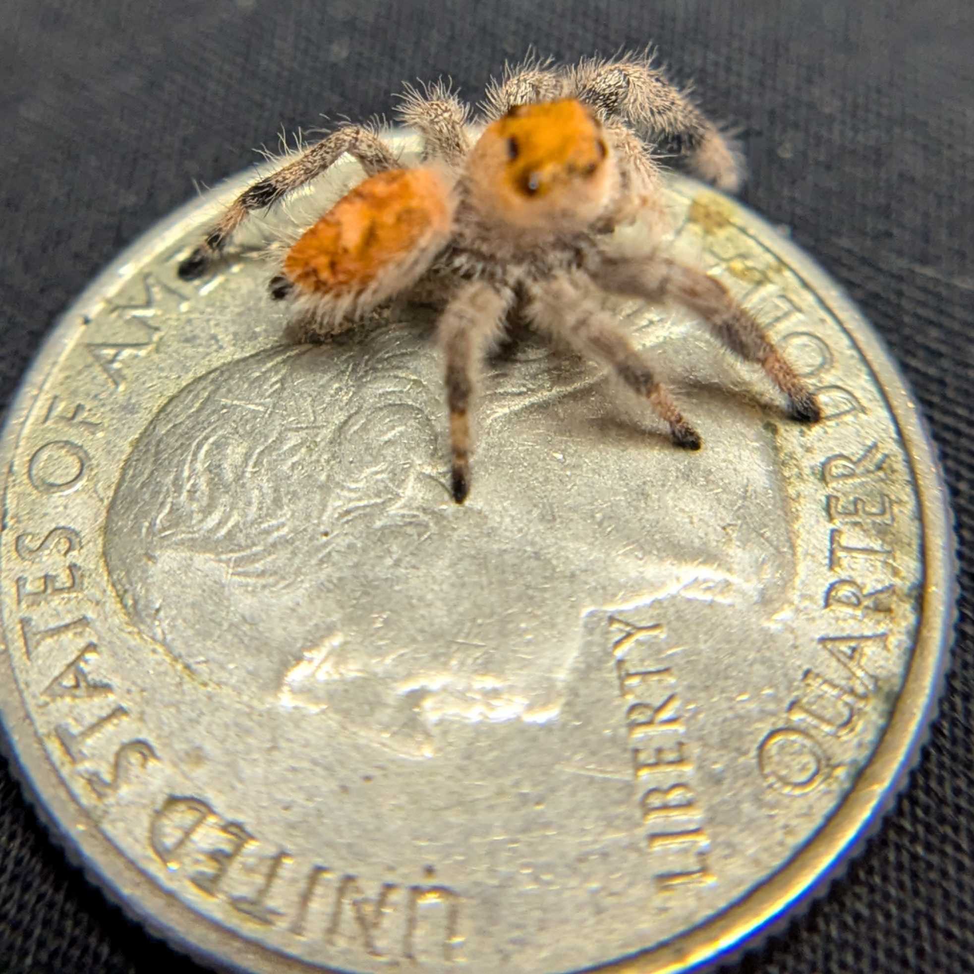 Regal Jumping Spider “Fuego”