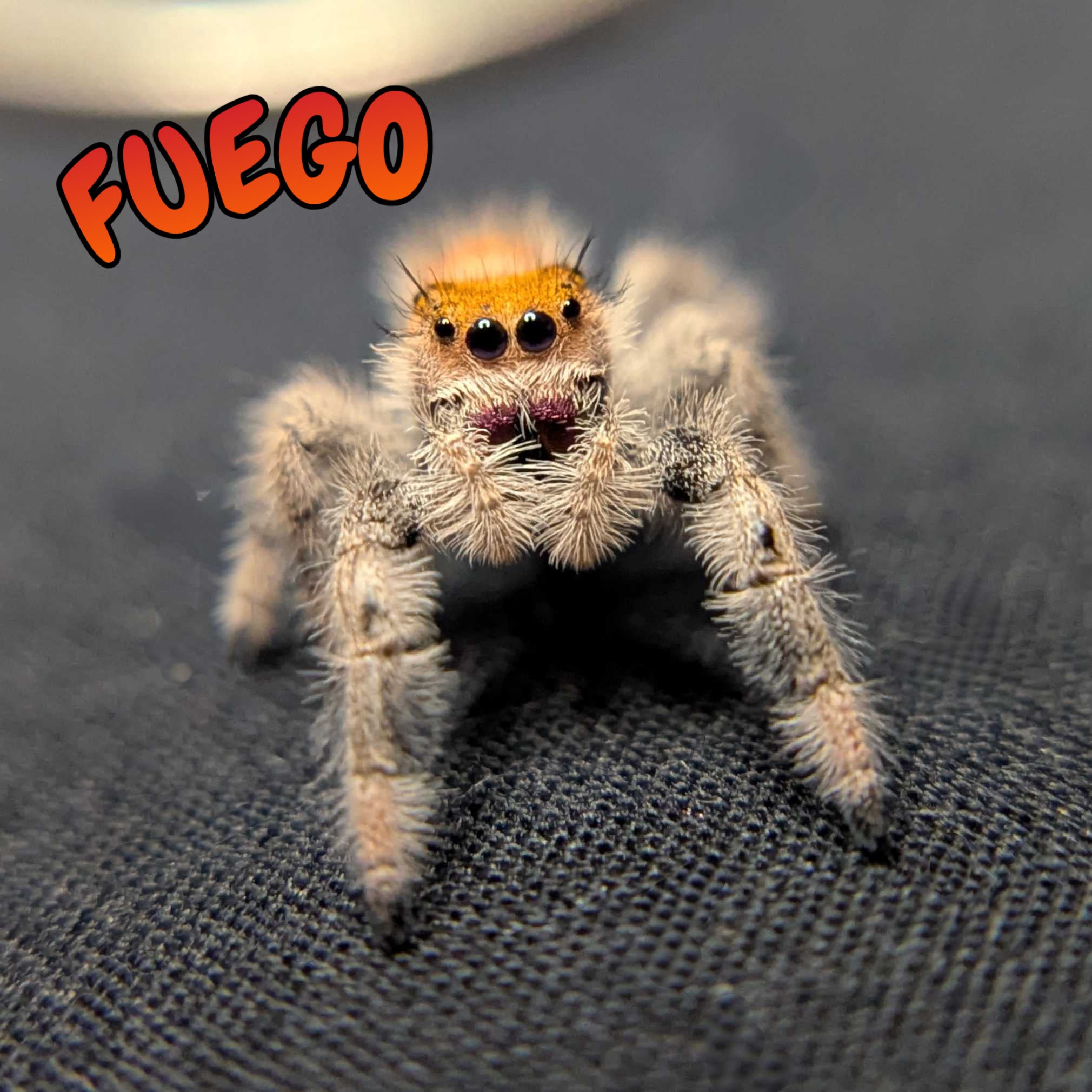 Regal Jumping Spider “Fuego”