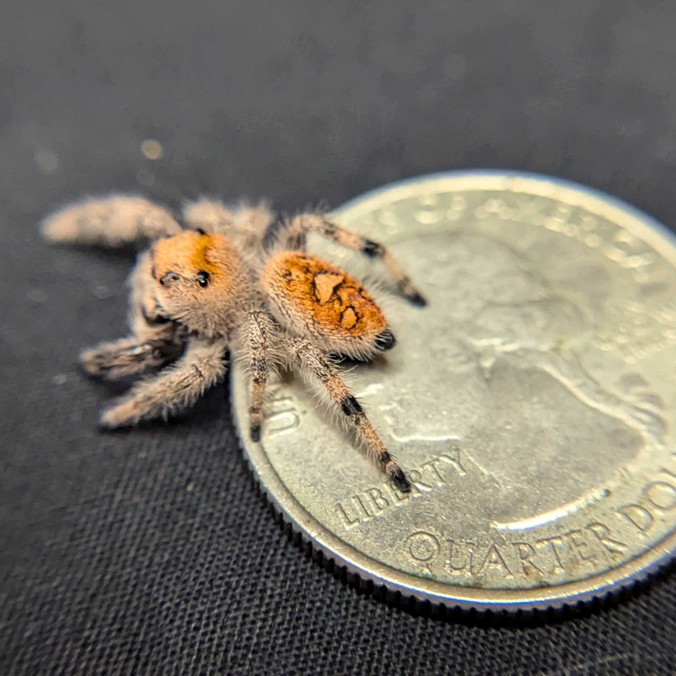 Regal Jumping Spider "Citrus"