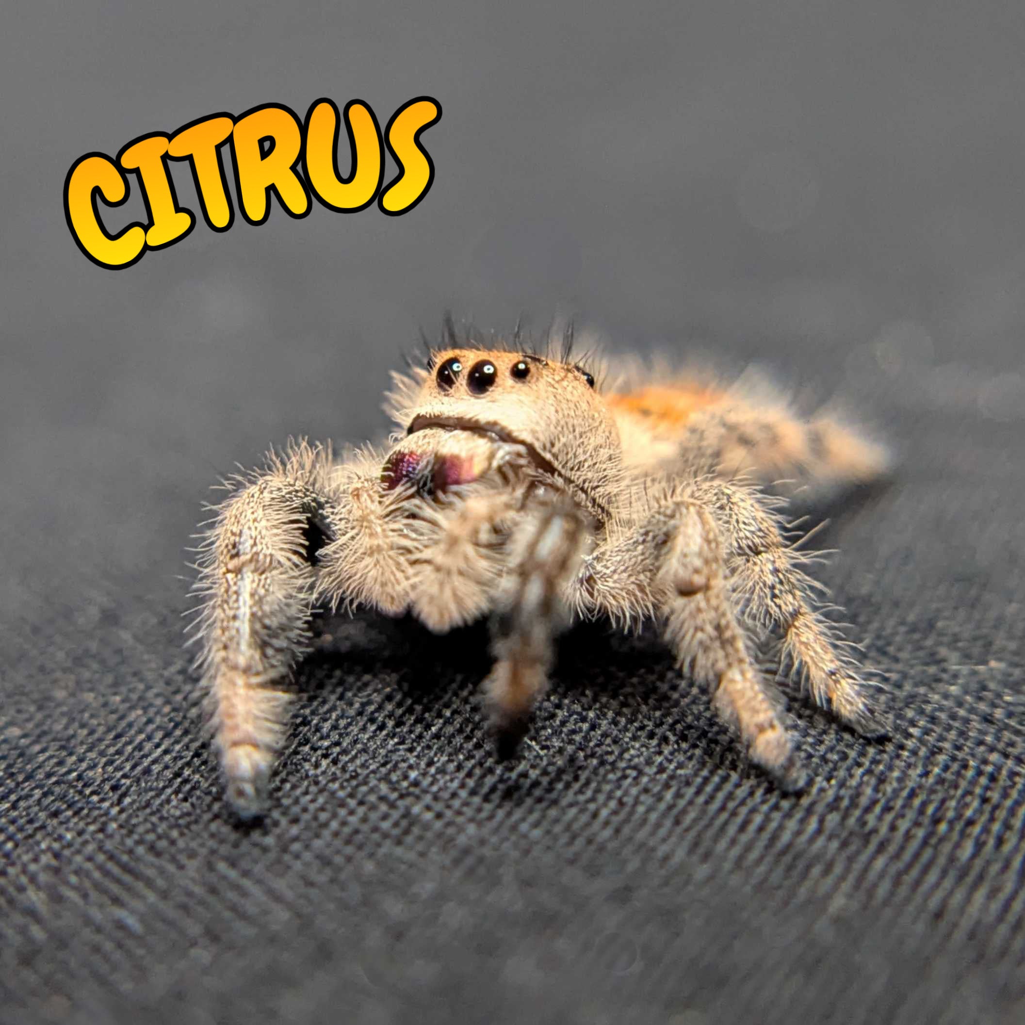 Regal Jumping Spider "Citrus"