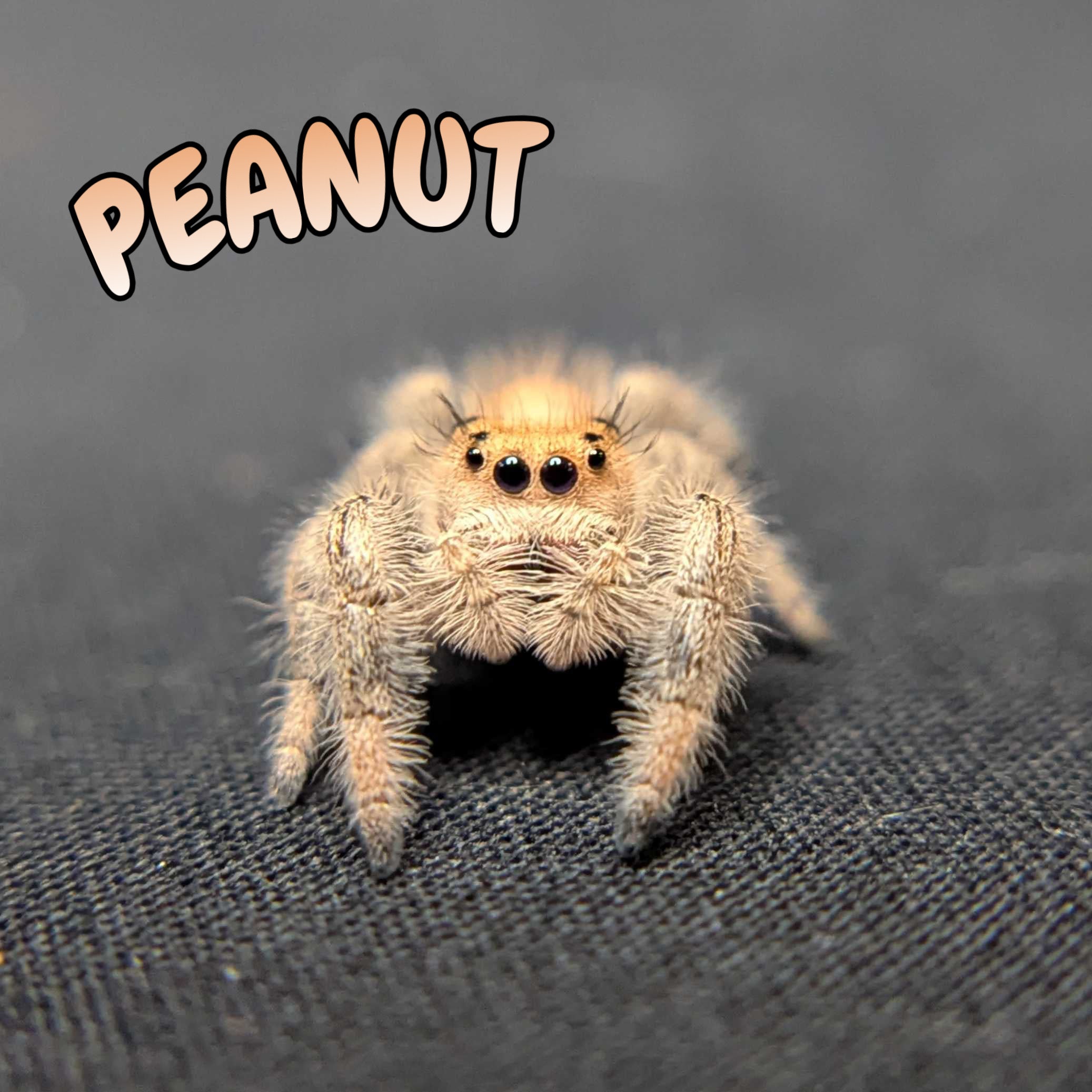 Regal Jumping Spider "Peanut"