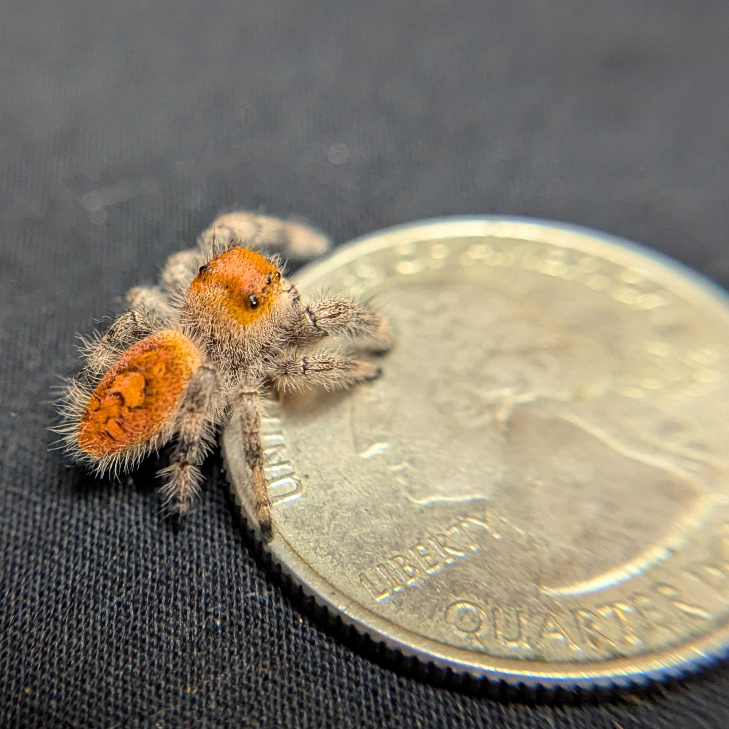 Regal Jumping Spider "Papaya"