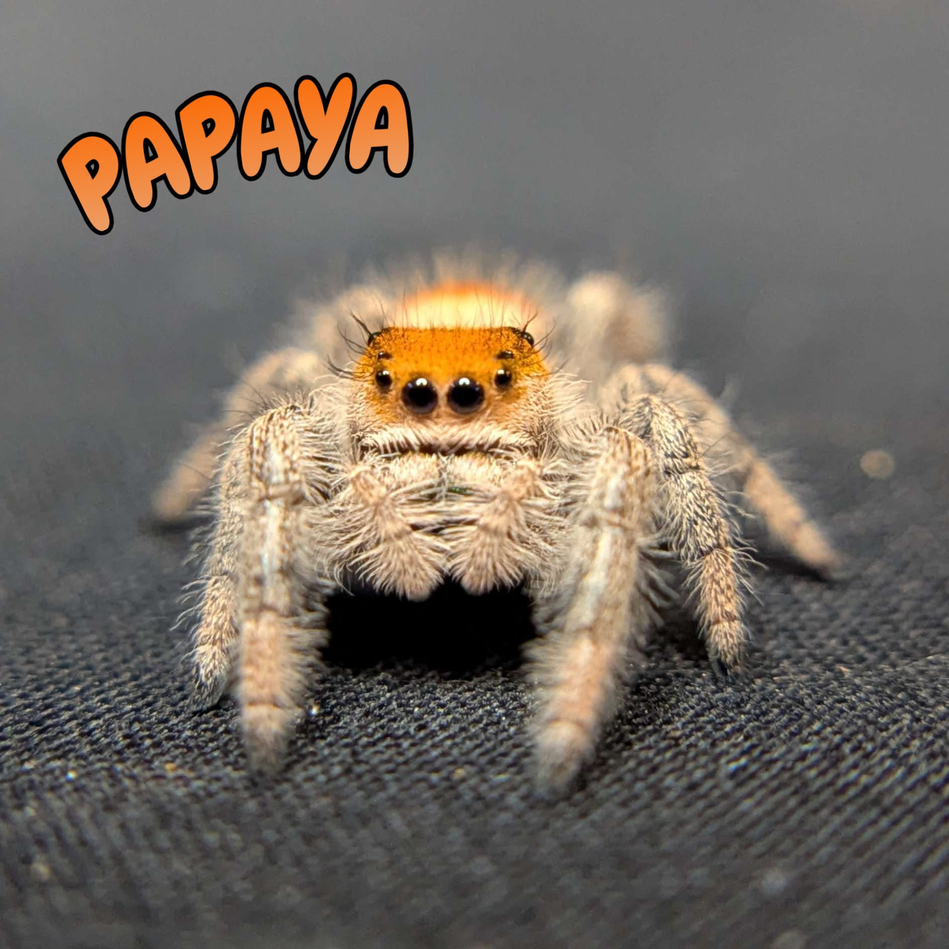 Regal Jumping Spider "Papaya"