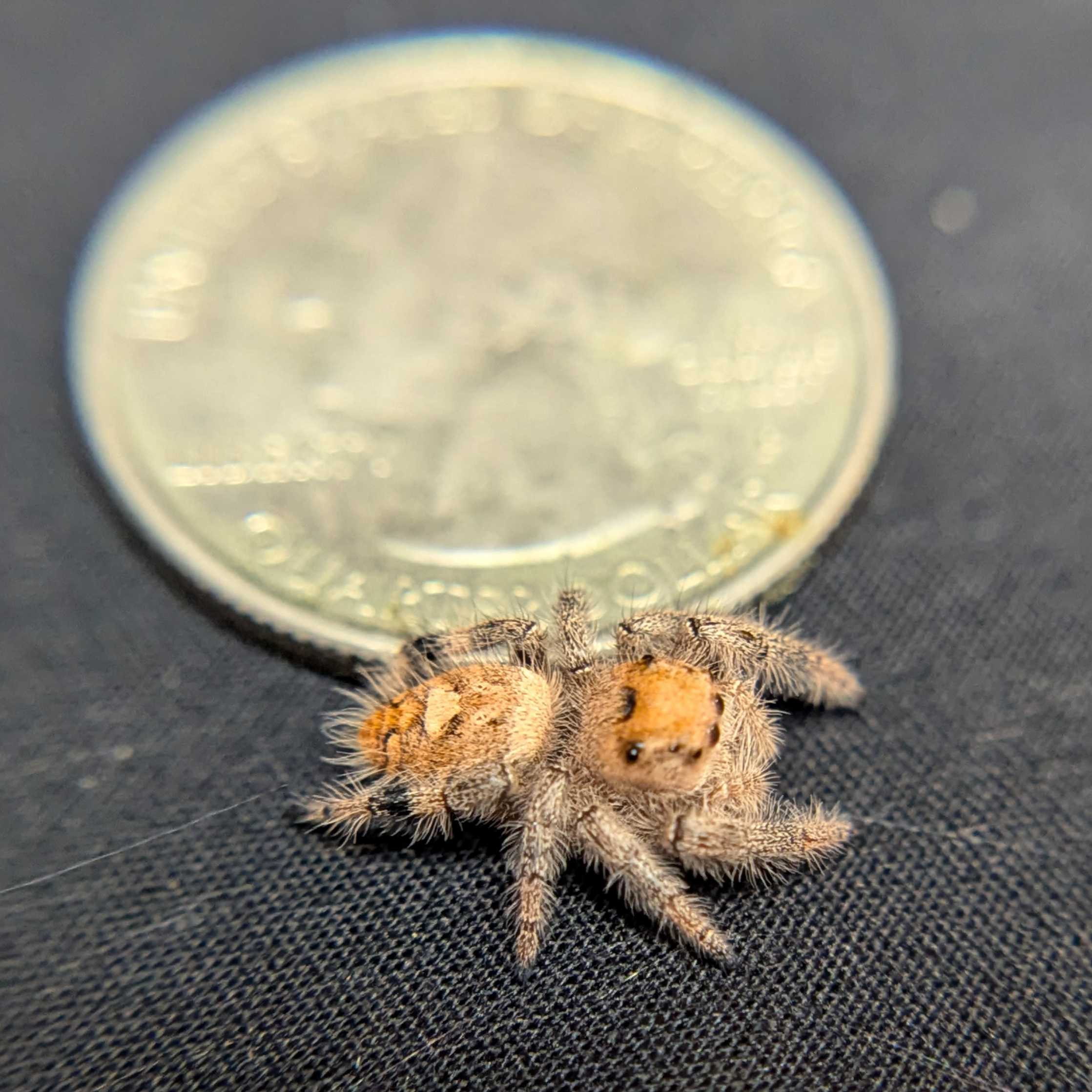 Regal Jumping Spider “Peridot”