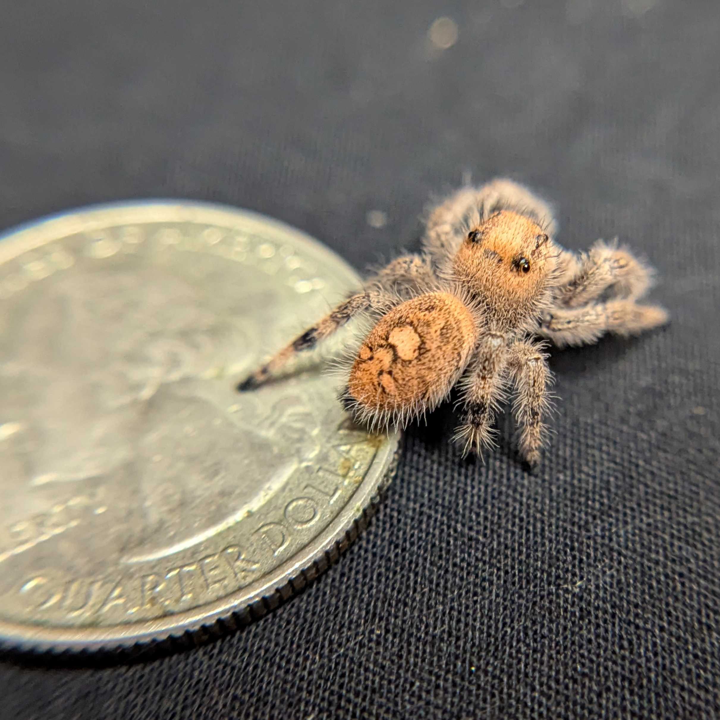 Regal Jumping Spider "Rosie"