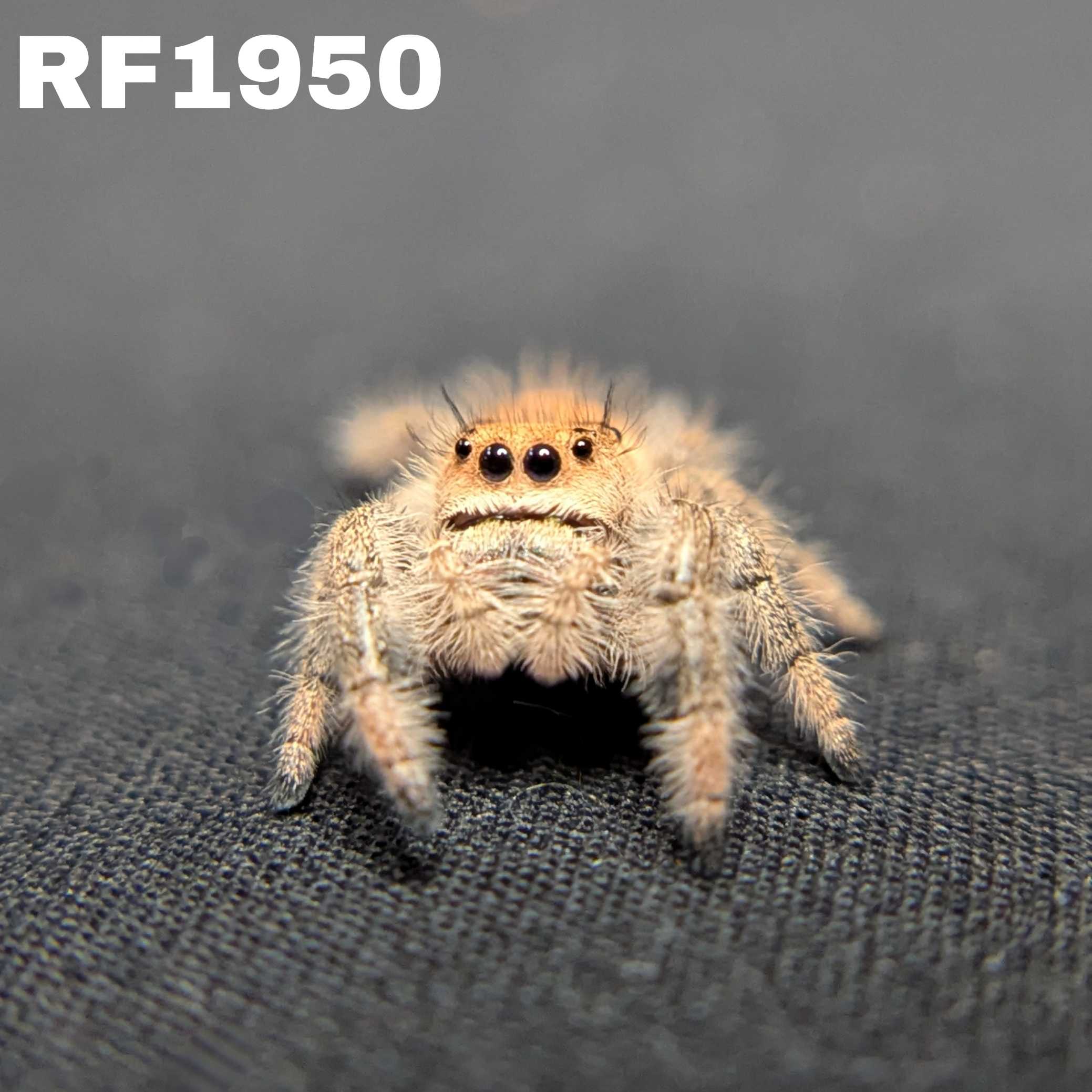 Regal Jumping Spider "Rosie"