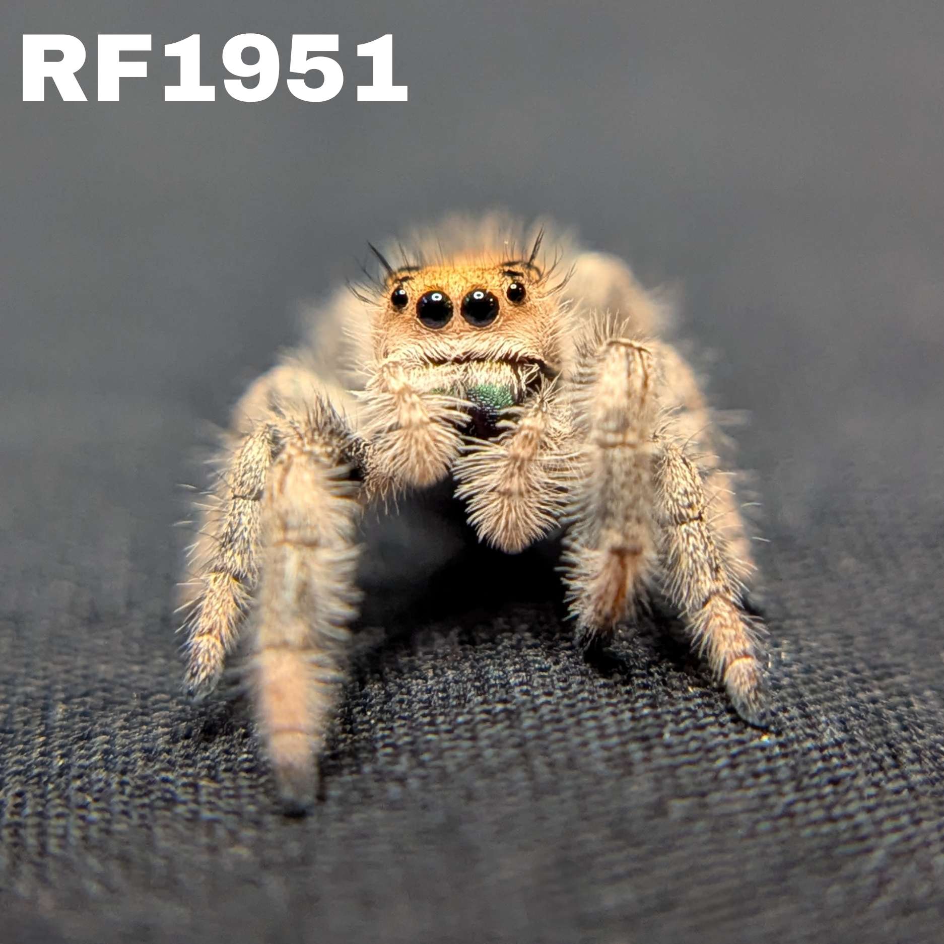 Regal Jumping Spider "Lucy”