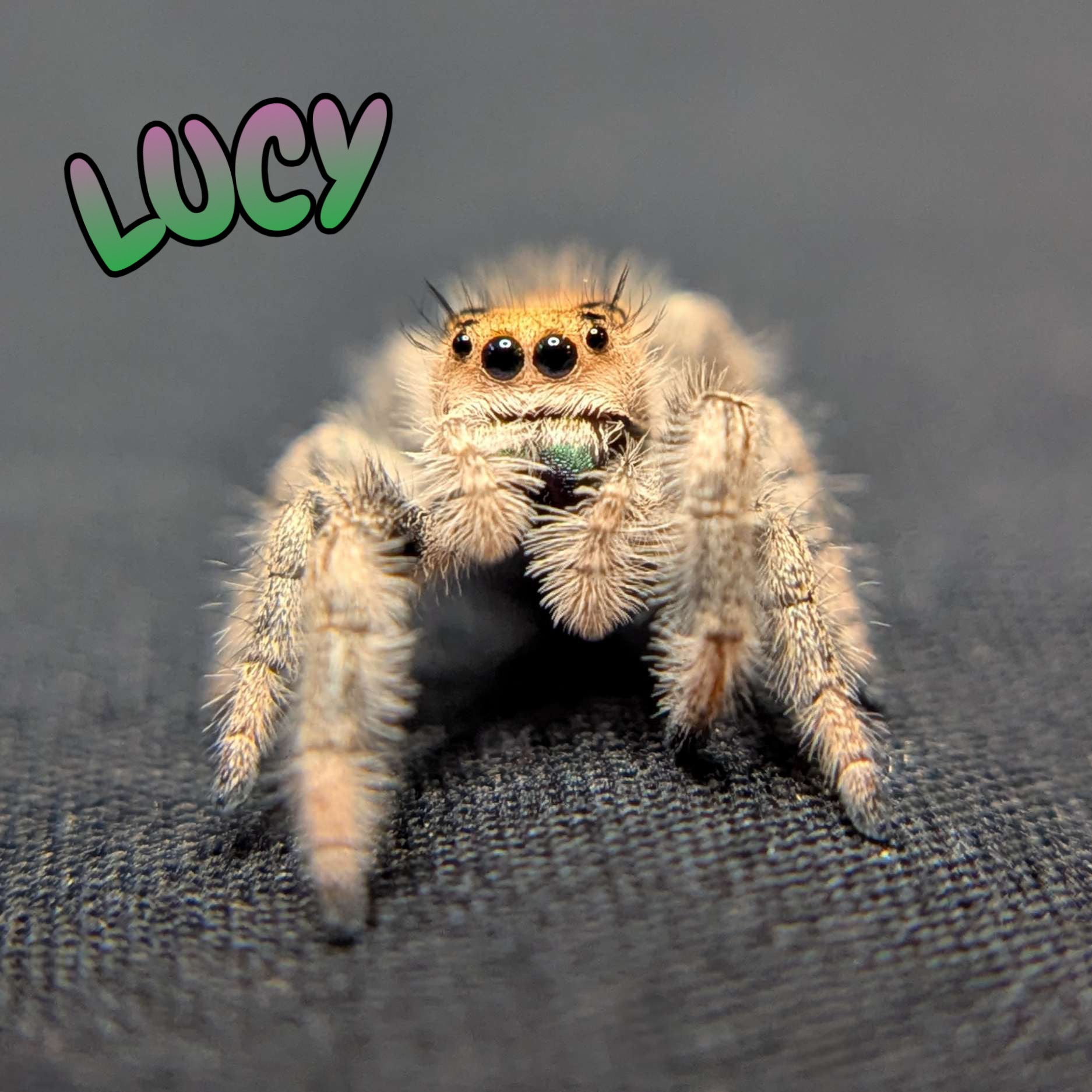 Regal Jumping Spider "Lucy”