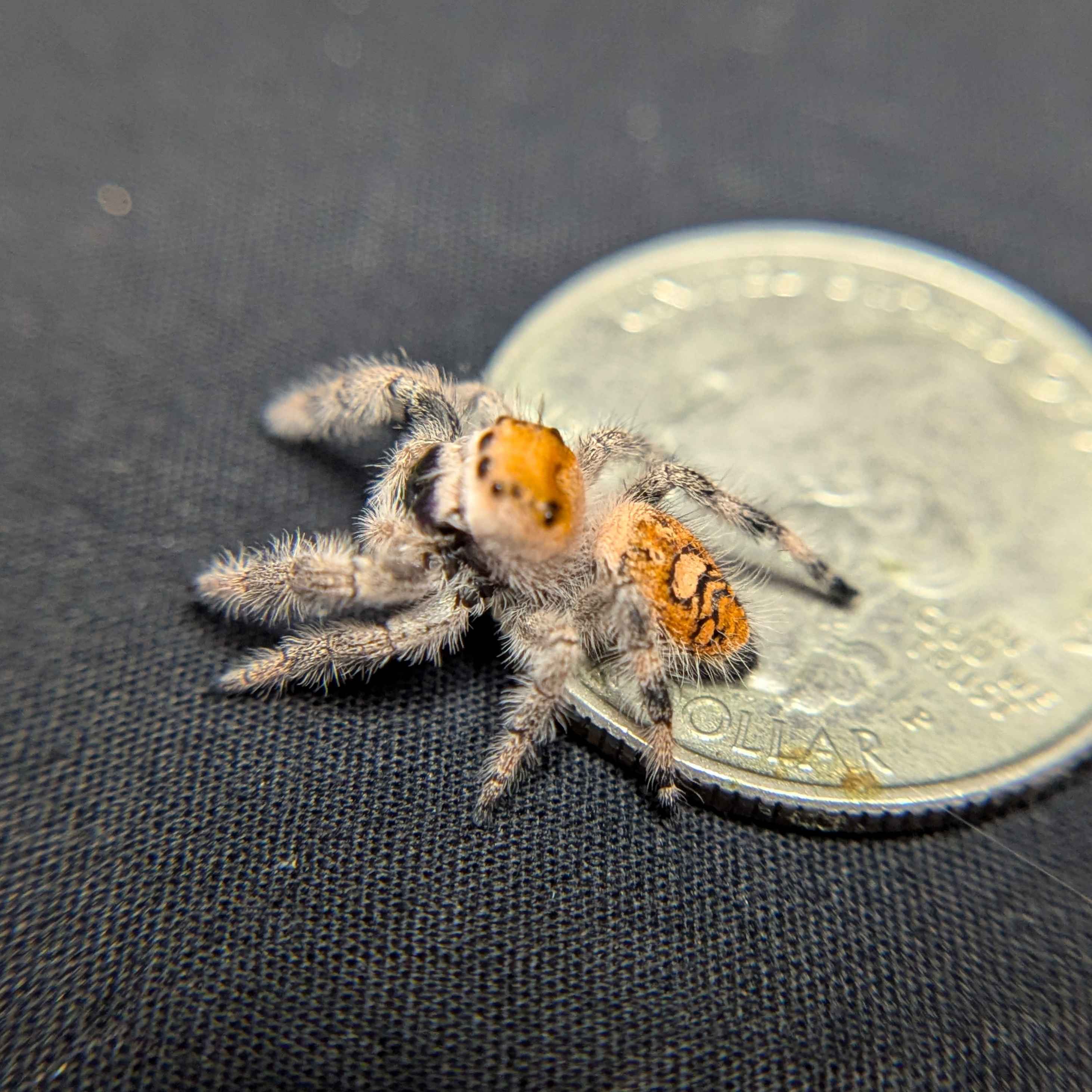 Regal Jumping Spider "Spell"