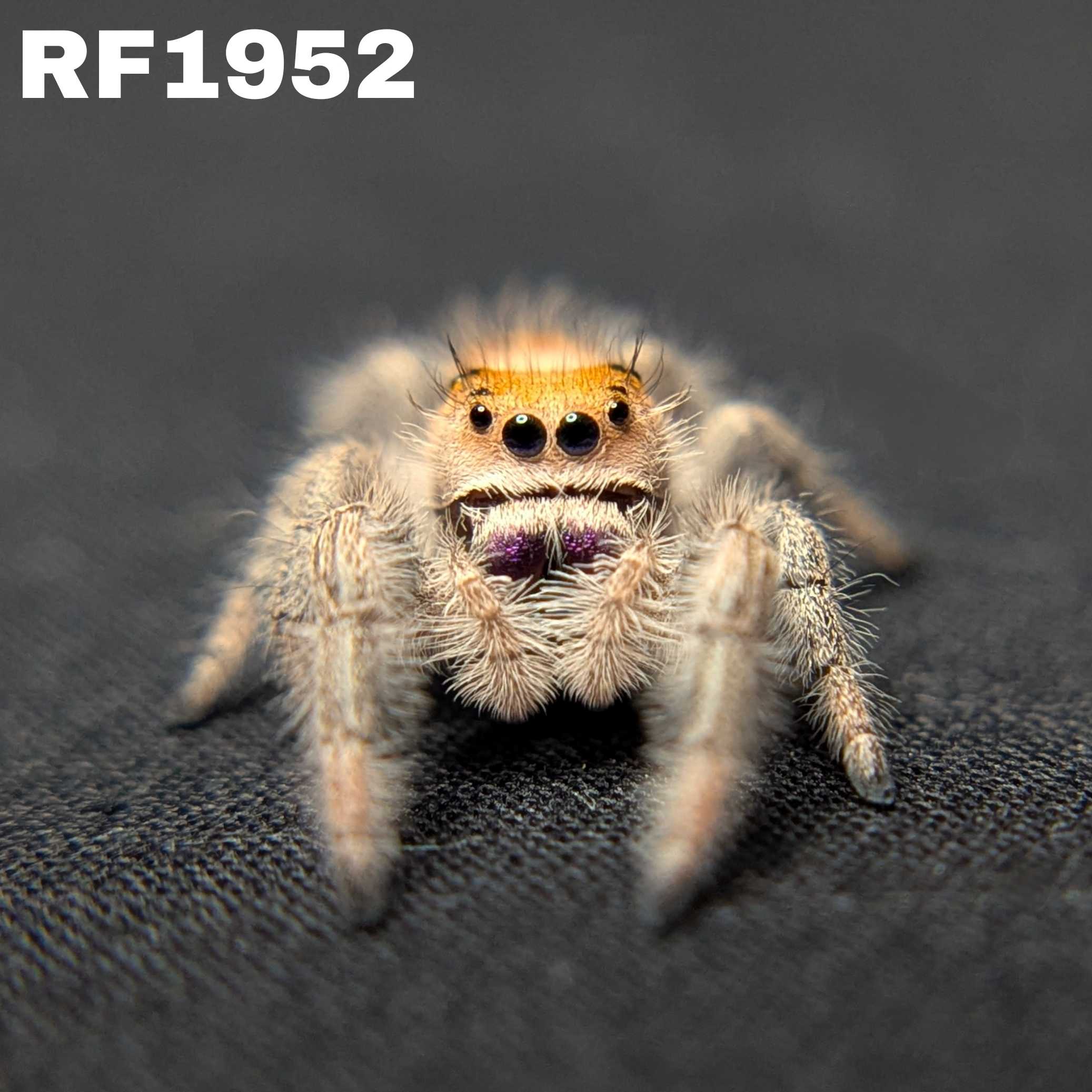 Regal Jumping Spider "Spell"