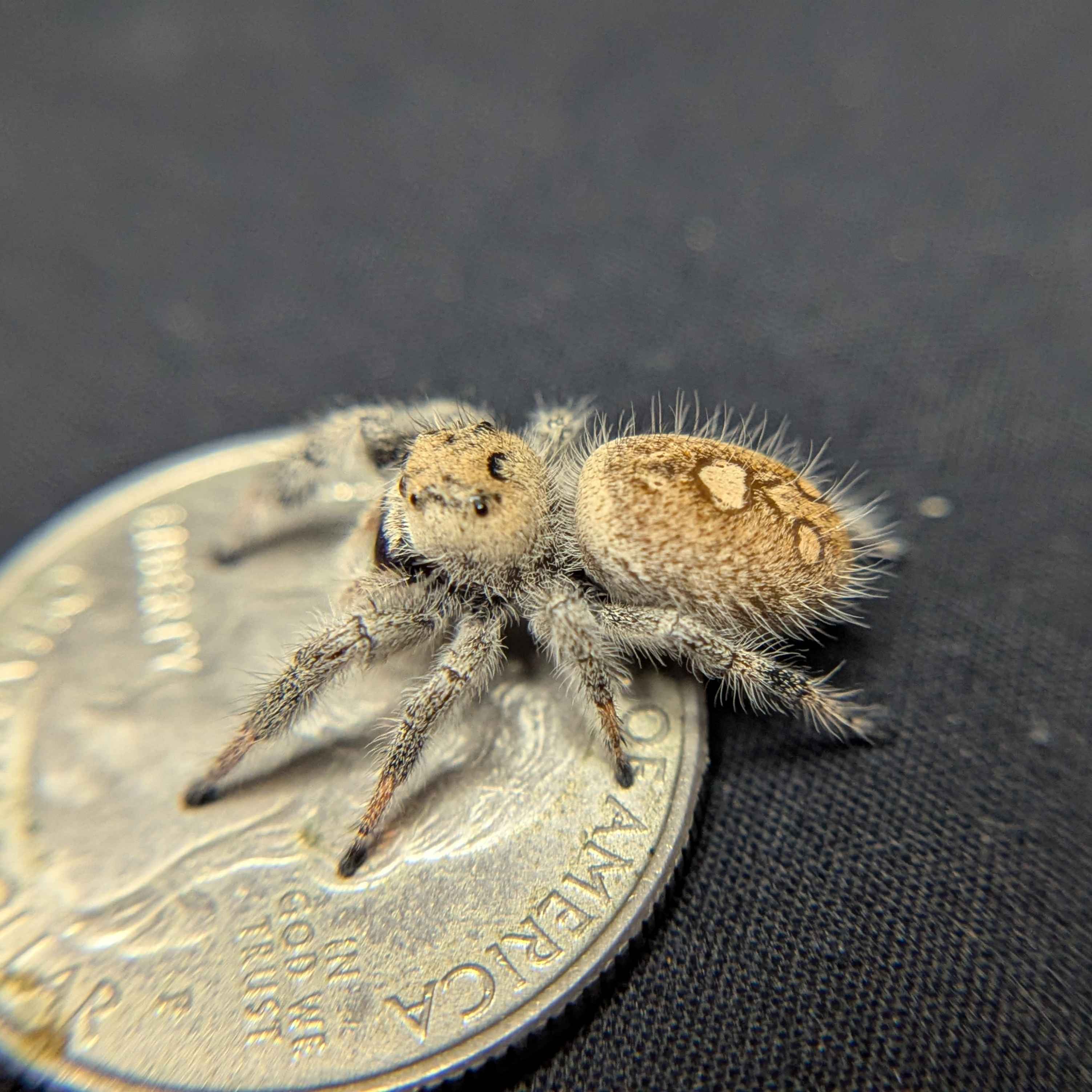 Regal Jumping Spider "Jasmine"