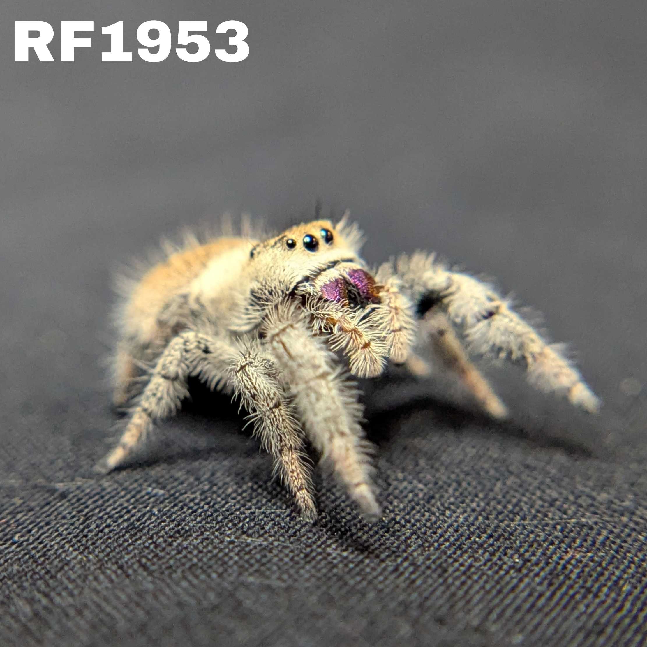 Regal Jumping Spider "Jasmine"