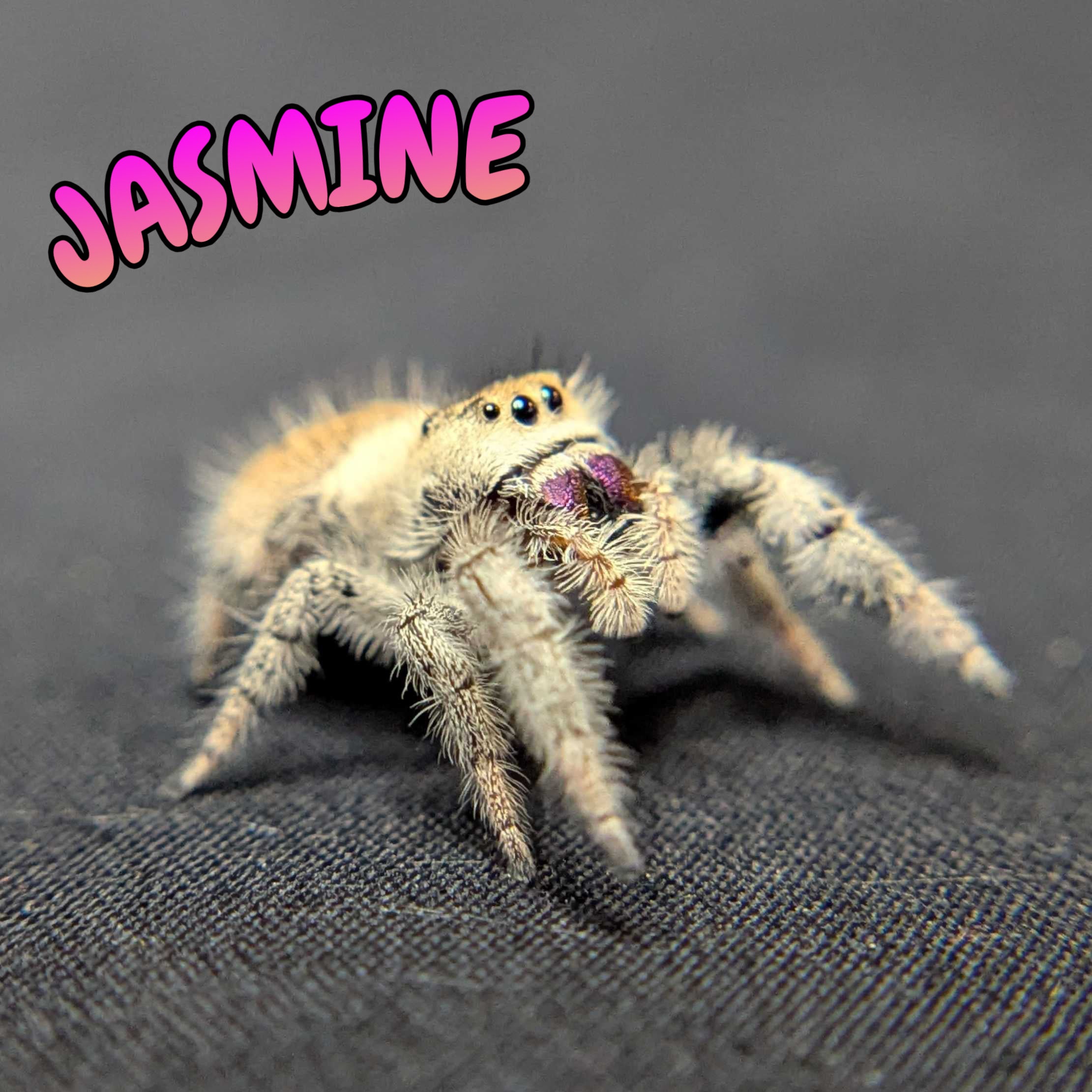 Regal Jumping Spider "Jasmine"