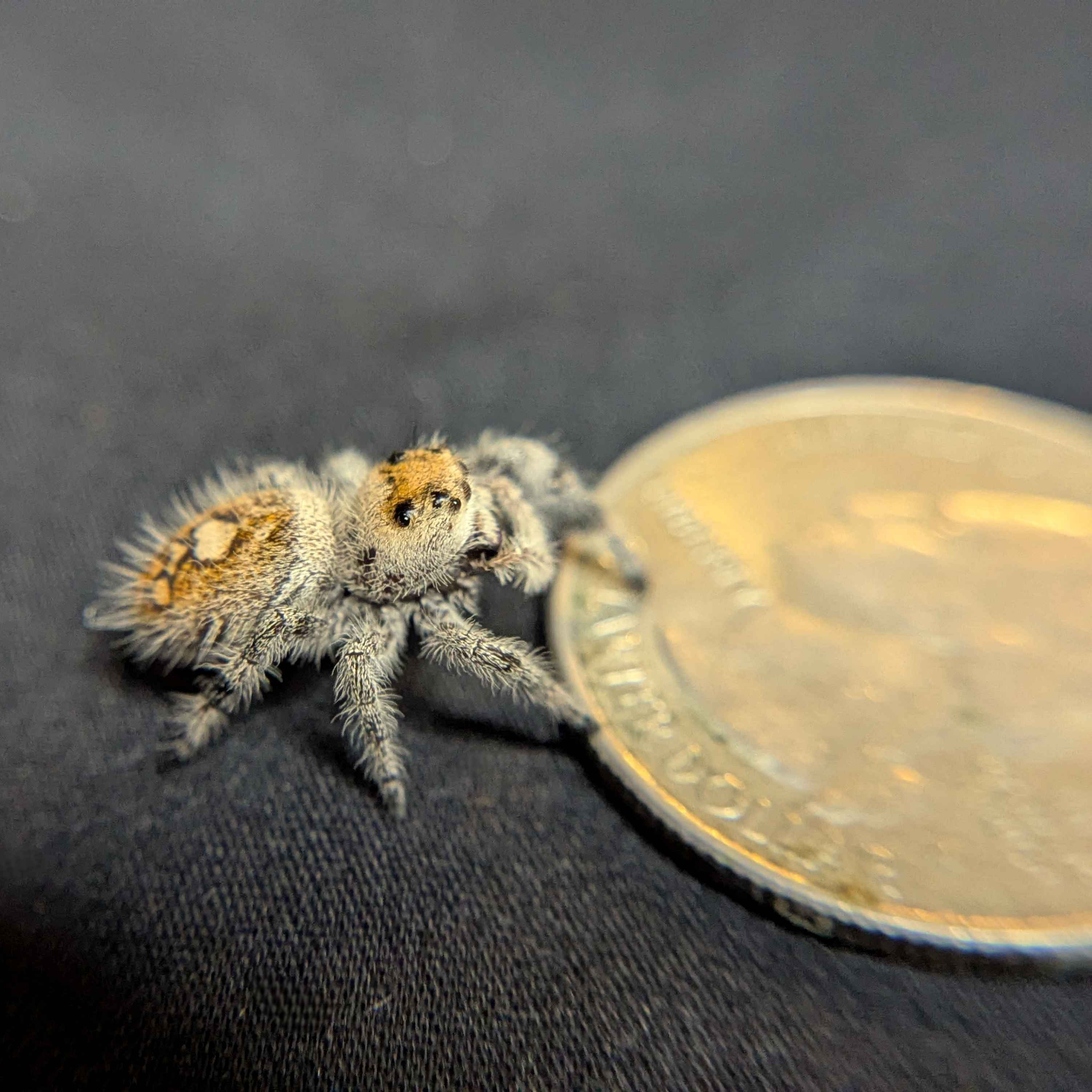 Regal Jumping Spider “Pebble”