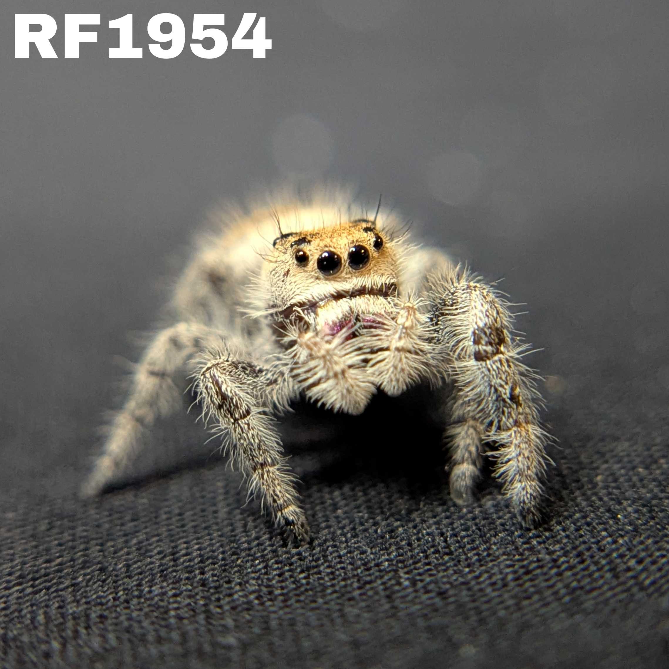 Regal Jumping Spider “Pebble”