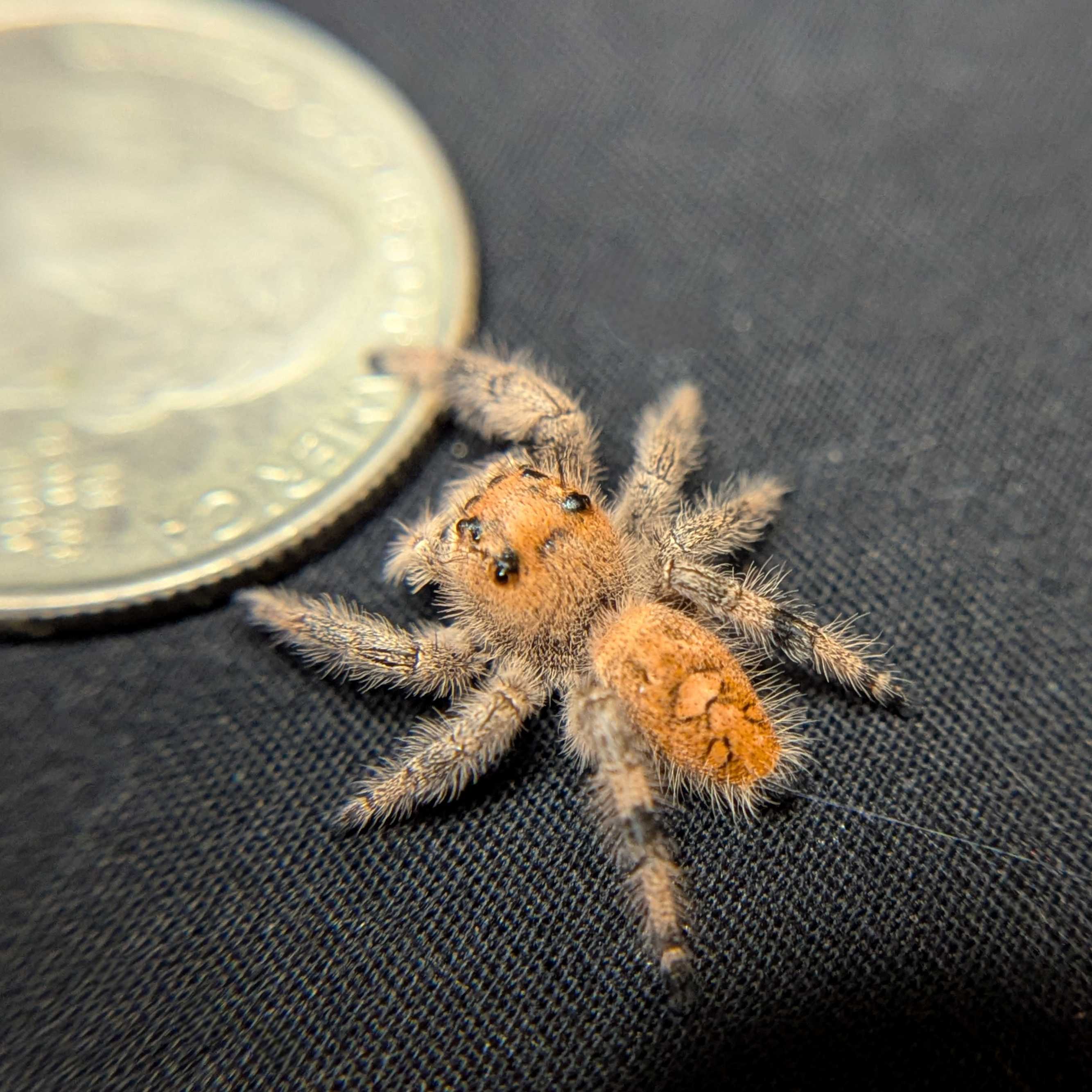 Regal Jumping Spider “Cerelia”
