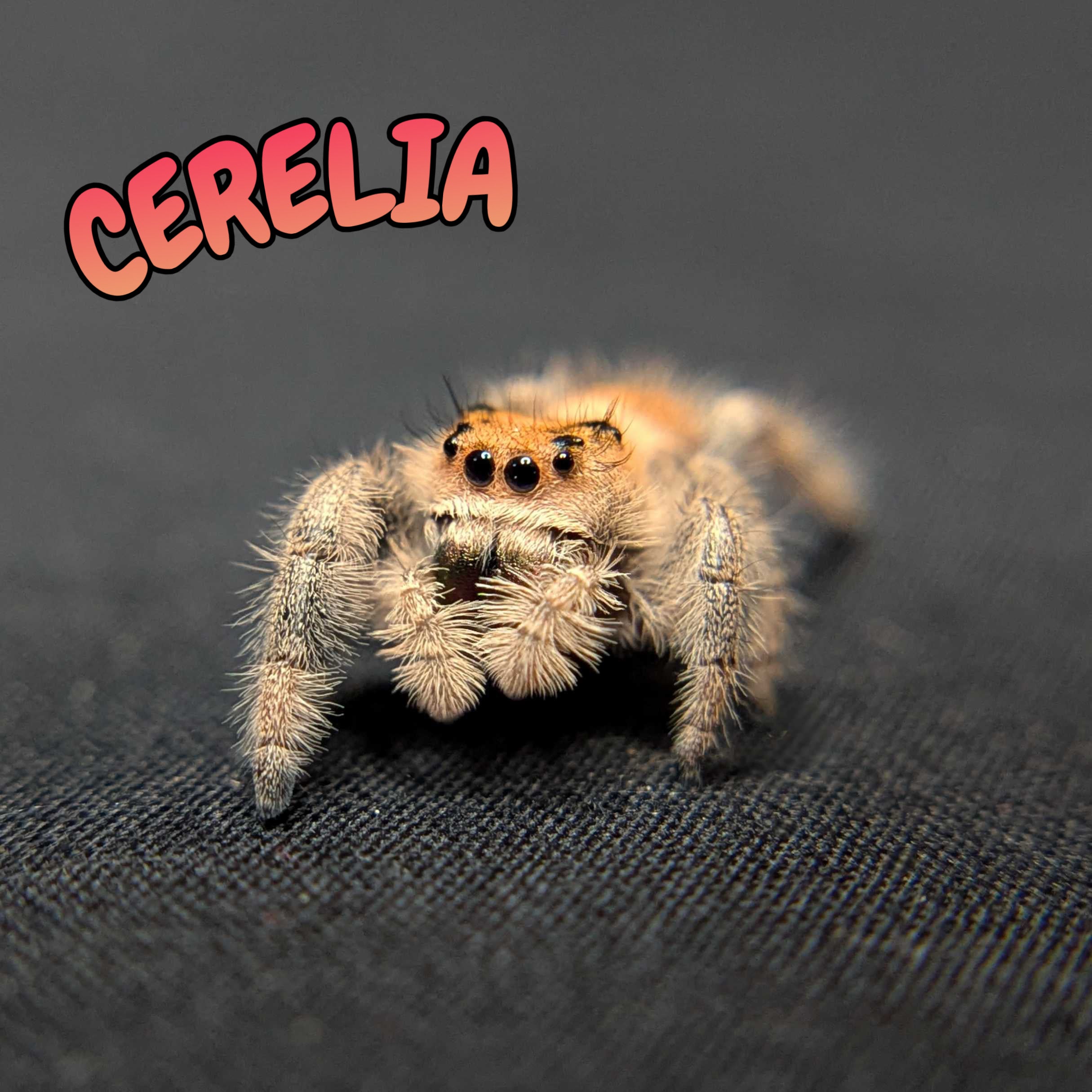 Regal Jumping Spider “Cerelia”