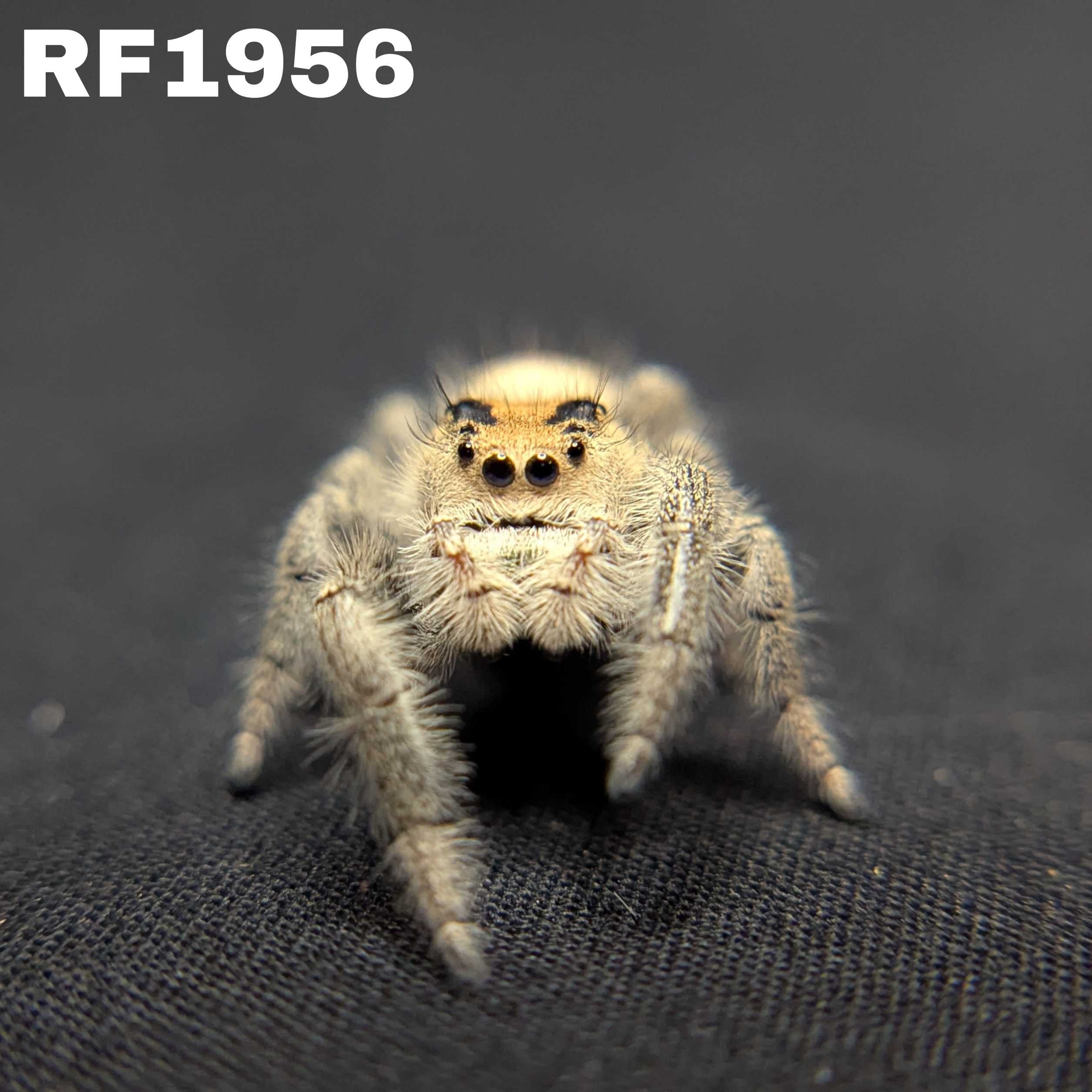 Regal Jumping Spider "Baguette"