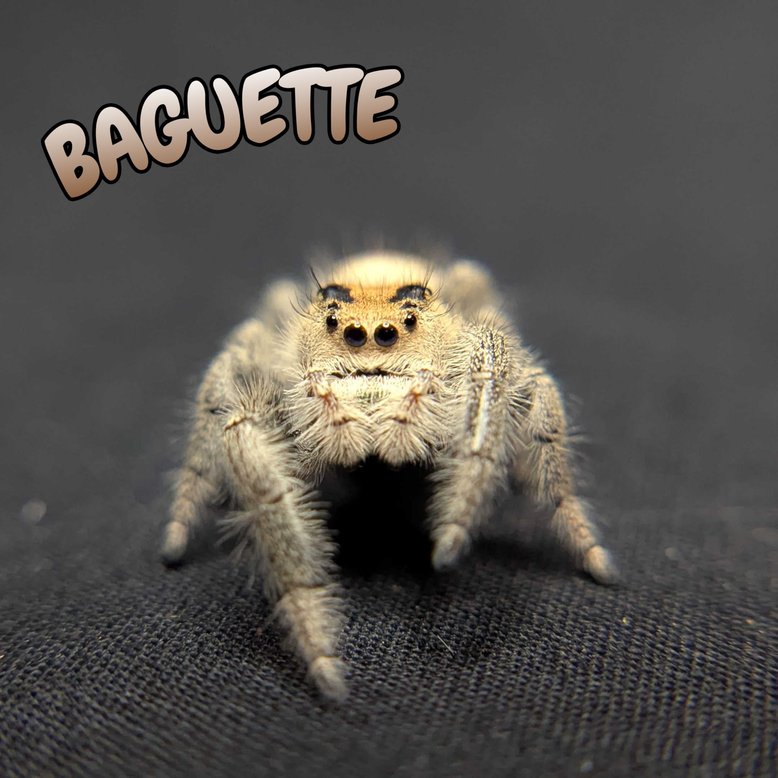 Regal Jumping Spider "Baguette"